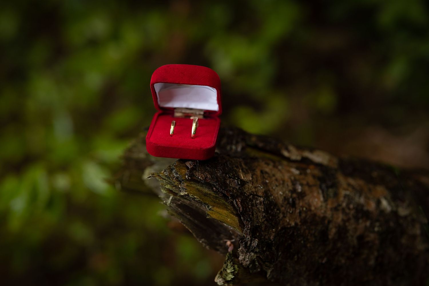 A red ring box sits perched on a rustic tree branch in a natural outdoor setting.