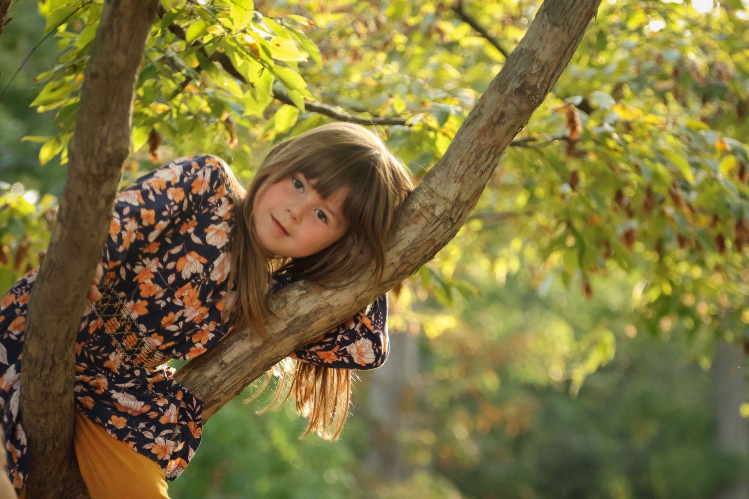 Little girl relaxing in a tree with the sunlight shining on her photo taken at Goodnow Grove in Crete IL