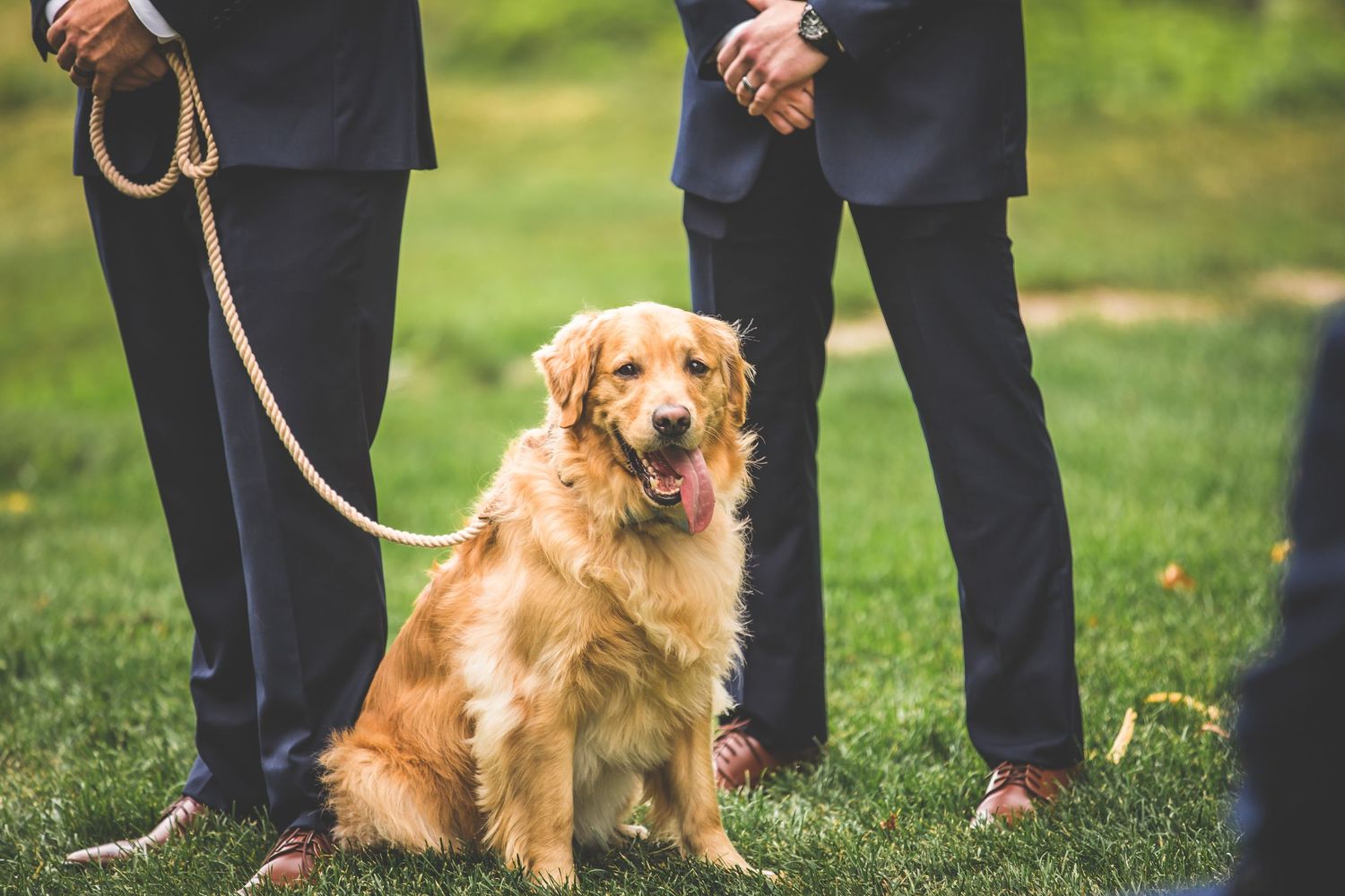Happy golden retriever sits with wedding party members in navy suits on grassy lawn.