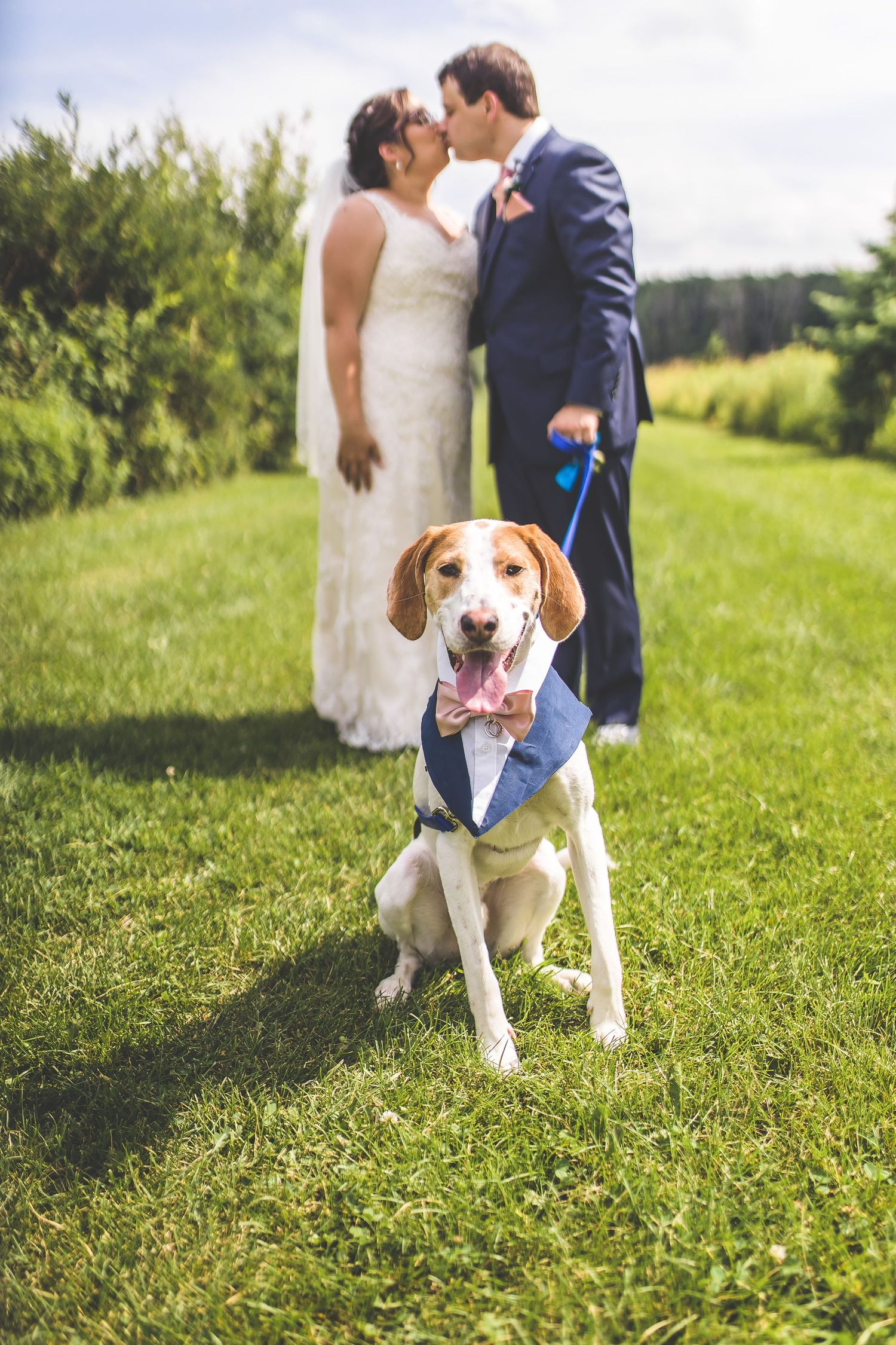 A beagle dog in a bow tie poses on green grass during an outdoor wedding photoshoot.