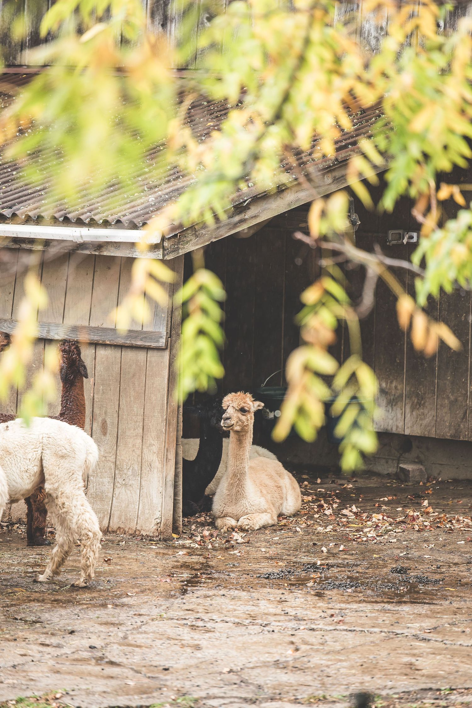 A white poodle dog explores fallen leaves near a wooden fence on an autumn day.
