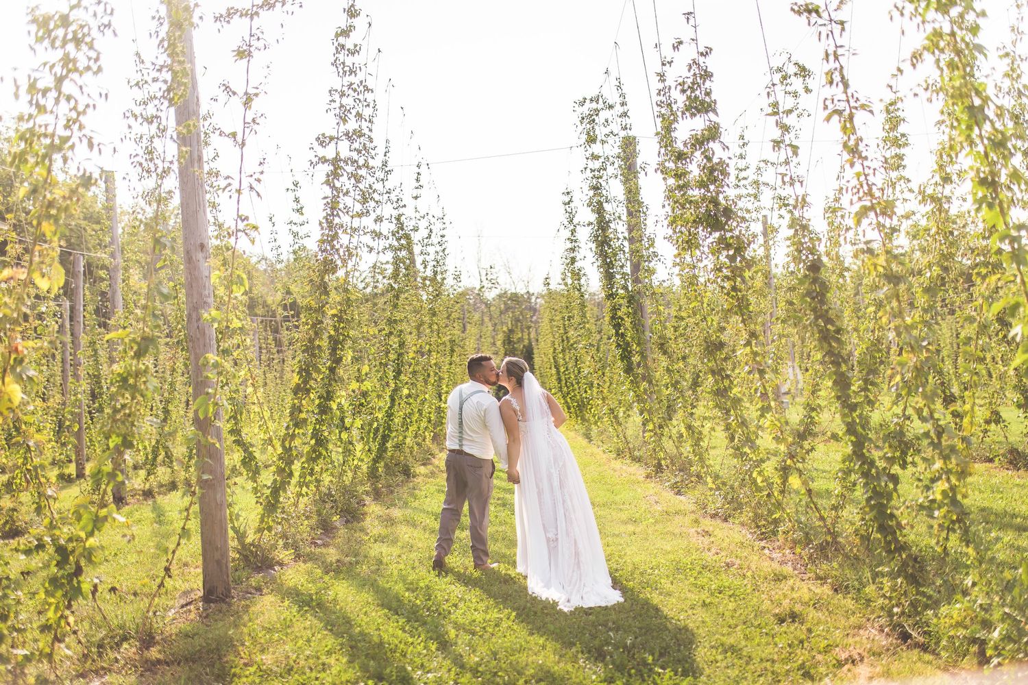 Sunlit wedding portraits taken between rows of tall hop vines in a rustic farm setting.