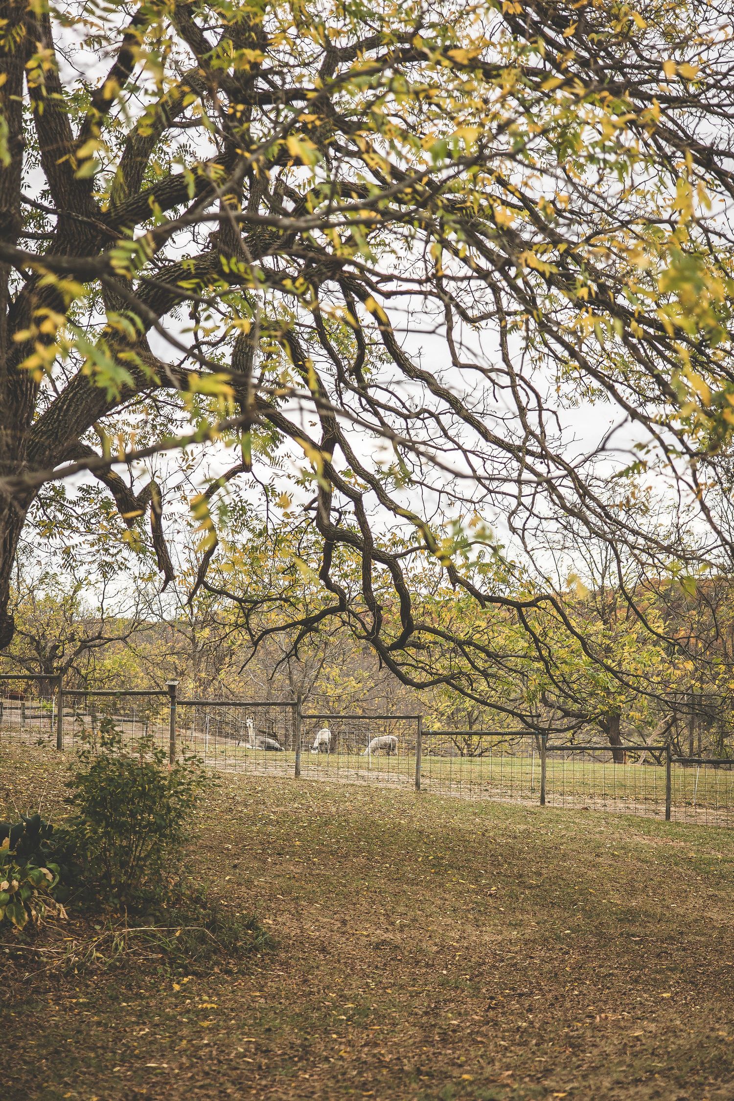 Autumn landscape with yellow-leaved trees overlooking a rolling hillside.
