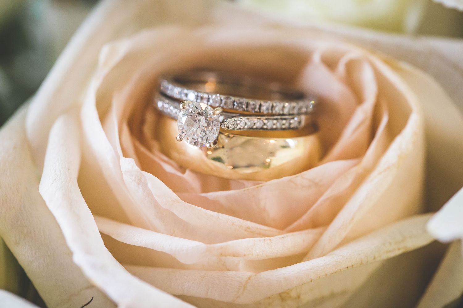 Delicate cream colored rose petals unfold in a soft macro photograph.