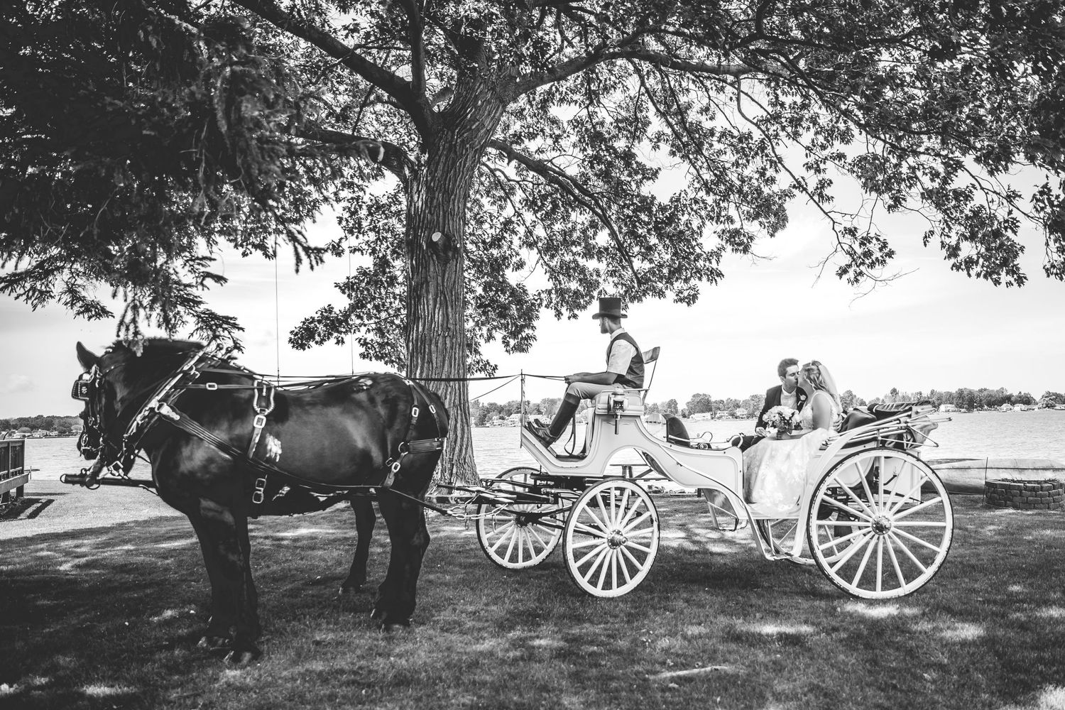 Black and white photo of elegant horse-drawn carriages under shady tree.