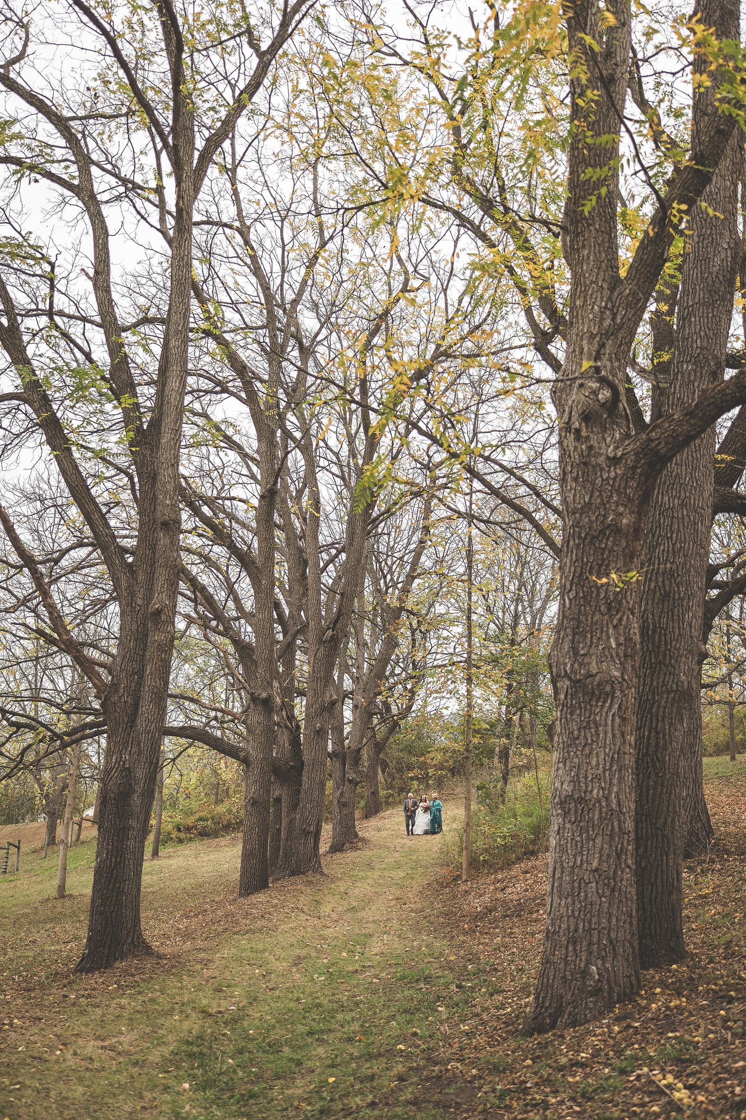 Row of mature trees line hillside path with scattered fall leaves on ground.