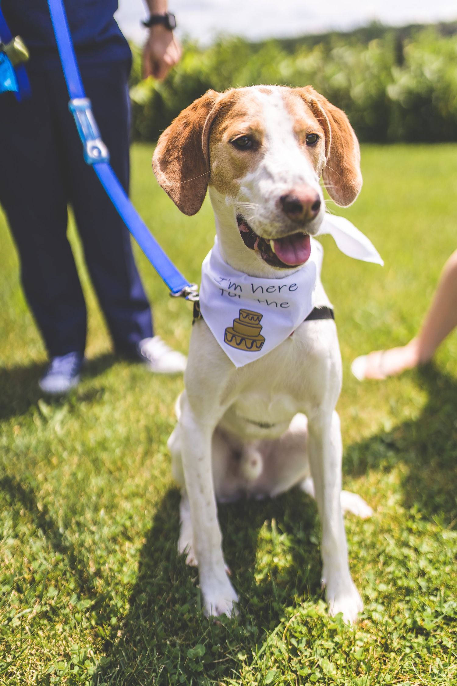 Beagle dogs wearing white bandanas sitting in green grass during outdoor event.