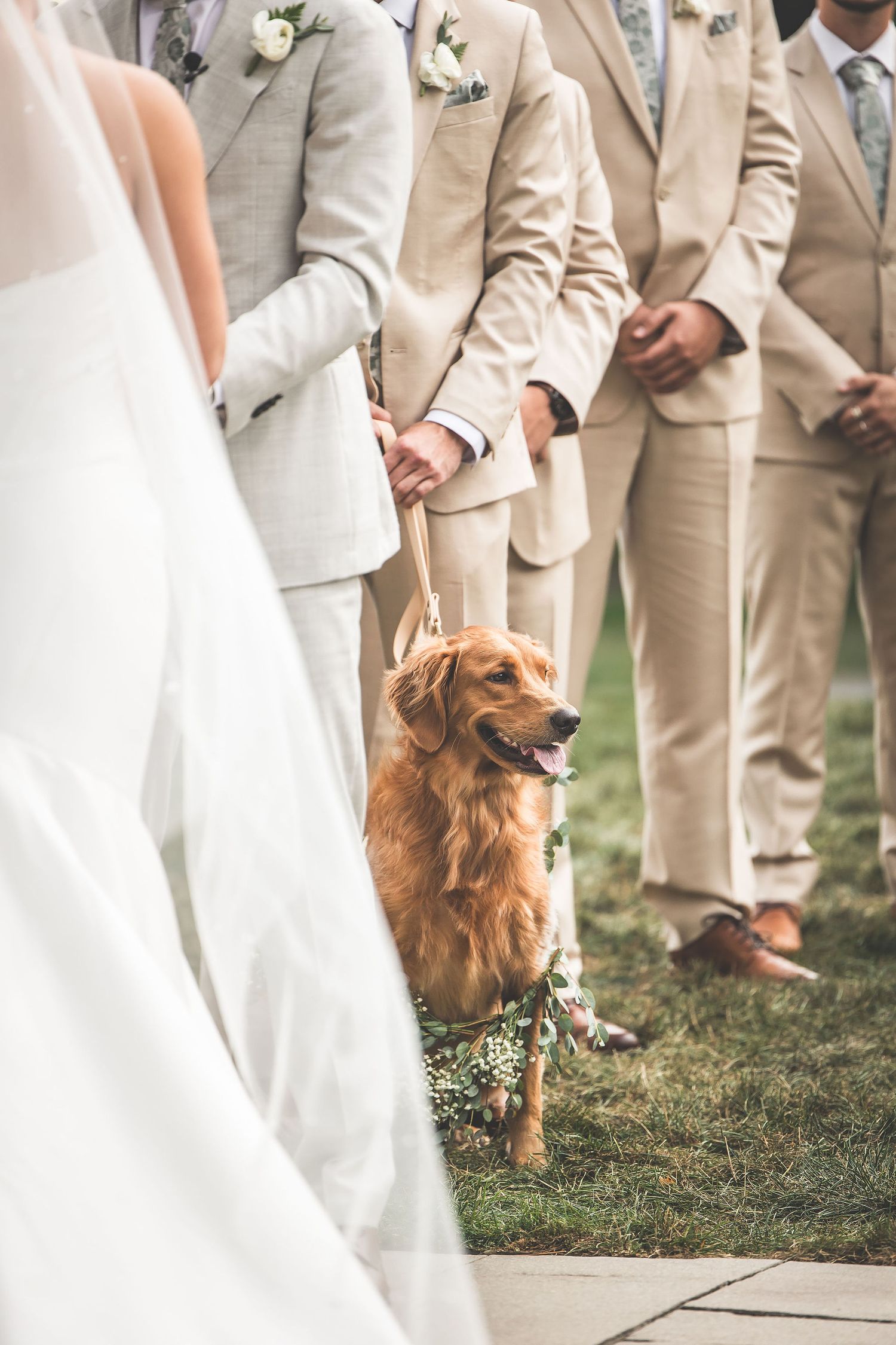 A golden retriever wearing floral collar stands among groomsmen in beige suits.