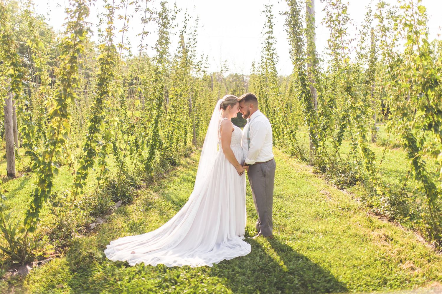 Intimate wedding moments photographed between rows of climbing hop vines.