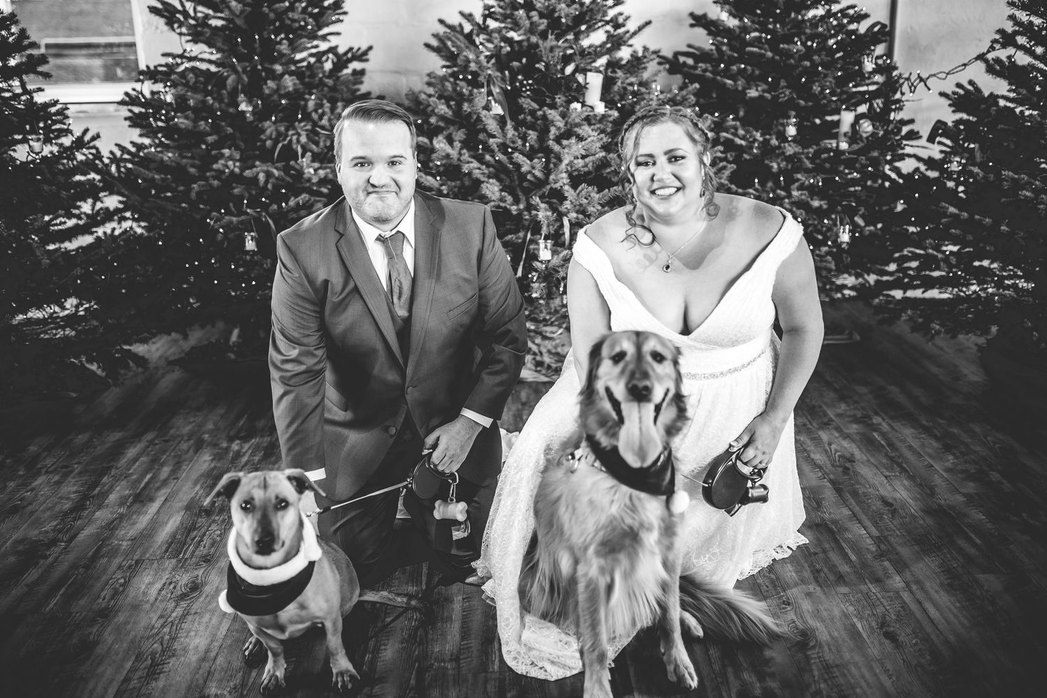 Black and white portrait of couple with their two dogs against backdrop of Christmas trees.