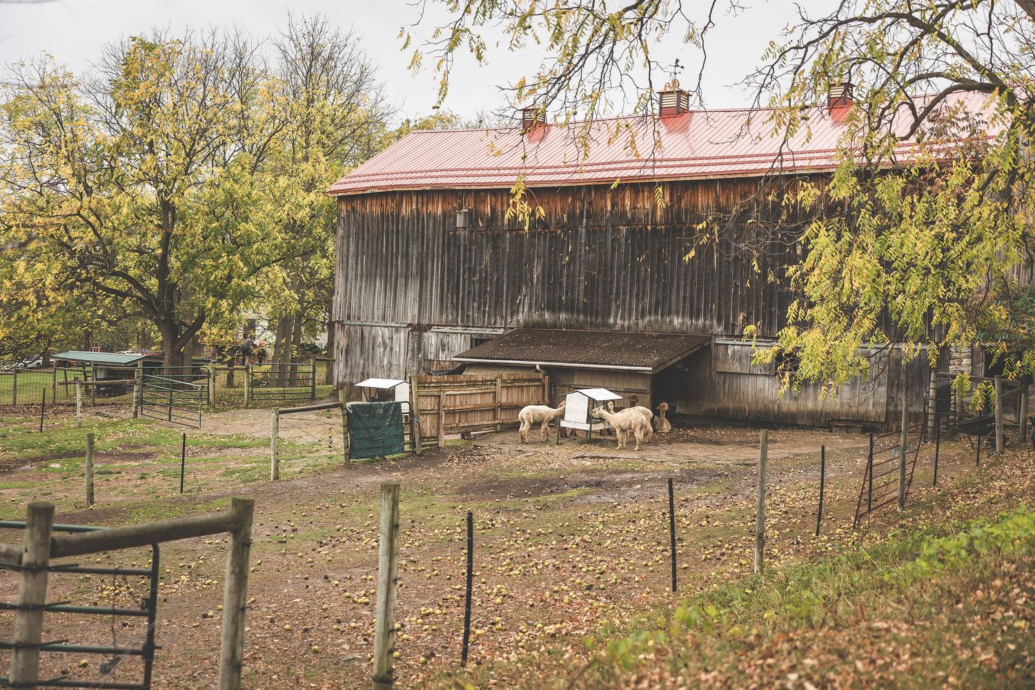 A rustic barn with a red metal roof in an autumn farm setting.