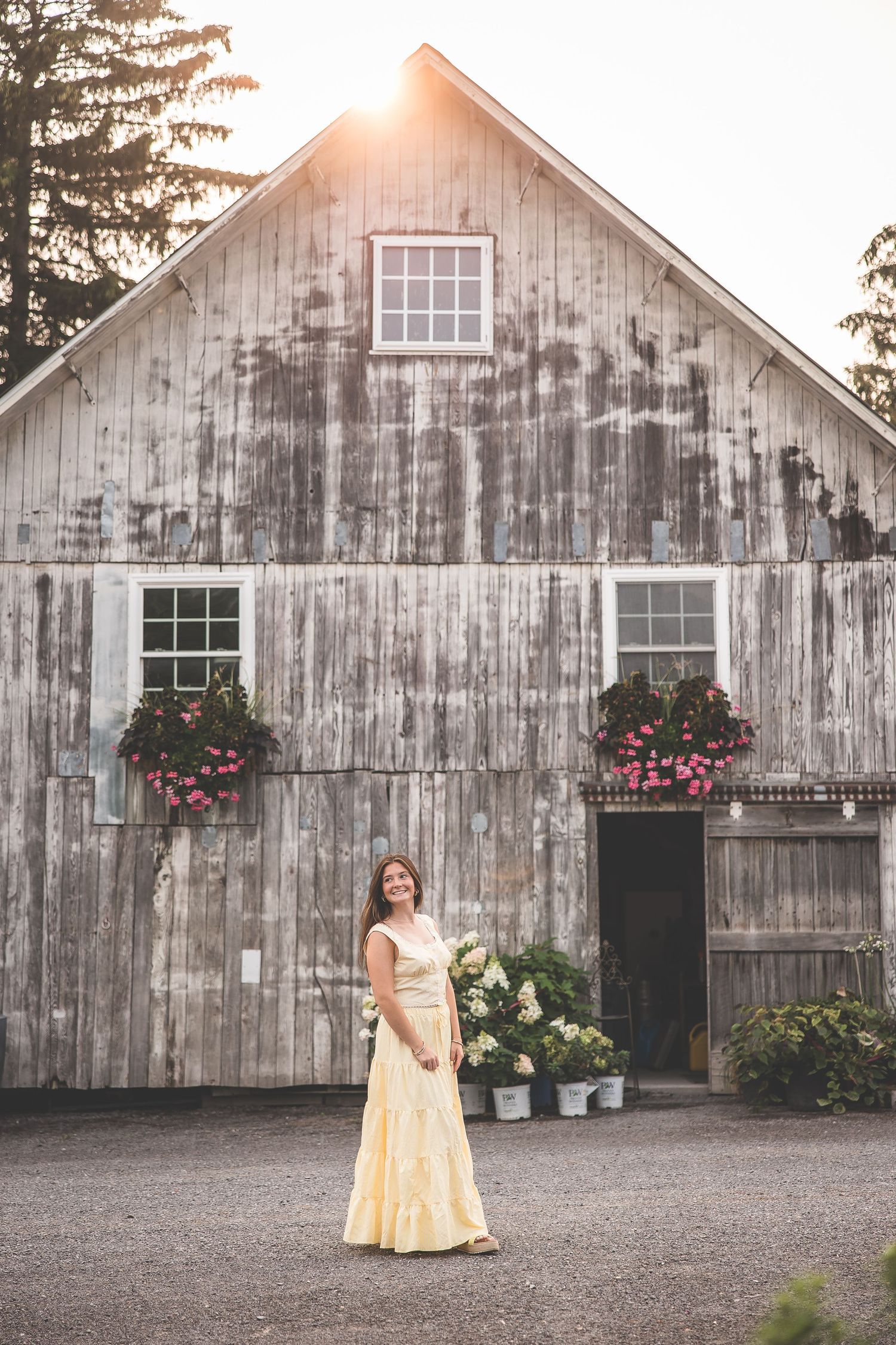 Weathered rustic barn with window boxes full of pink flowers at sunset.