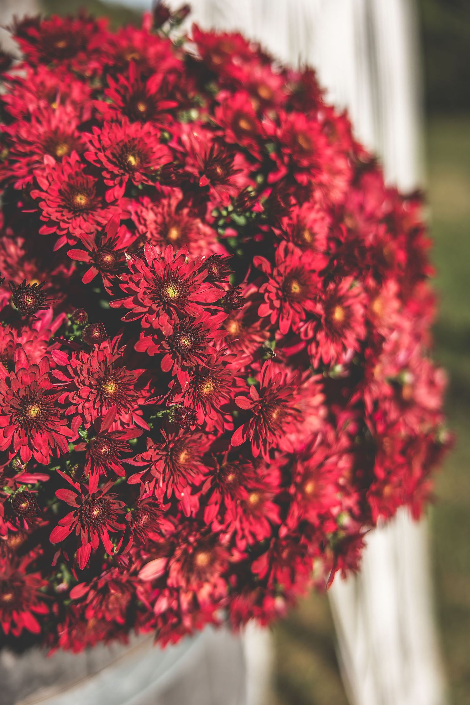 Vibrant red chrysanthemums in full bloom create a stunning floral display.