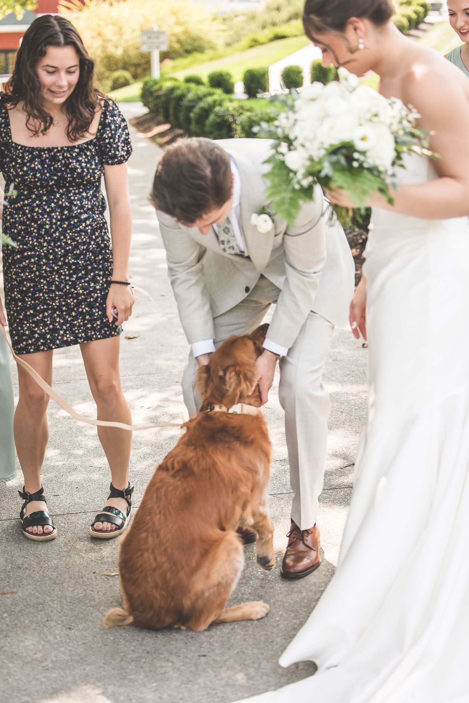 Sweet golden retriever joins the wedding party for photos on a paved pathway.