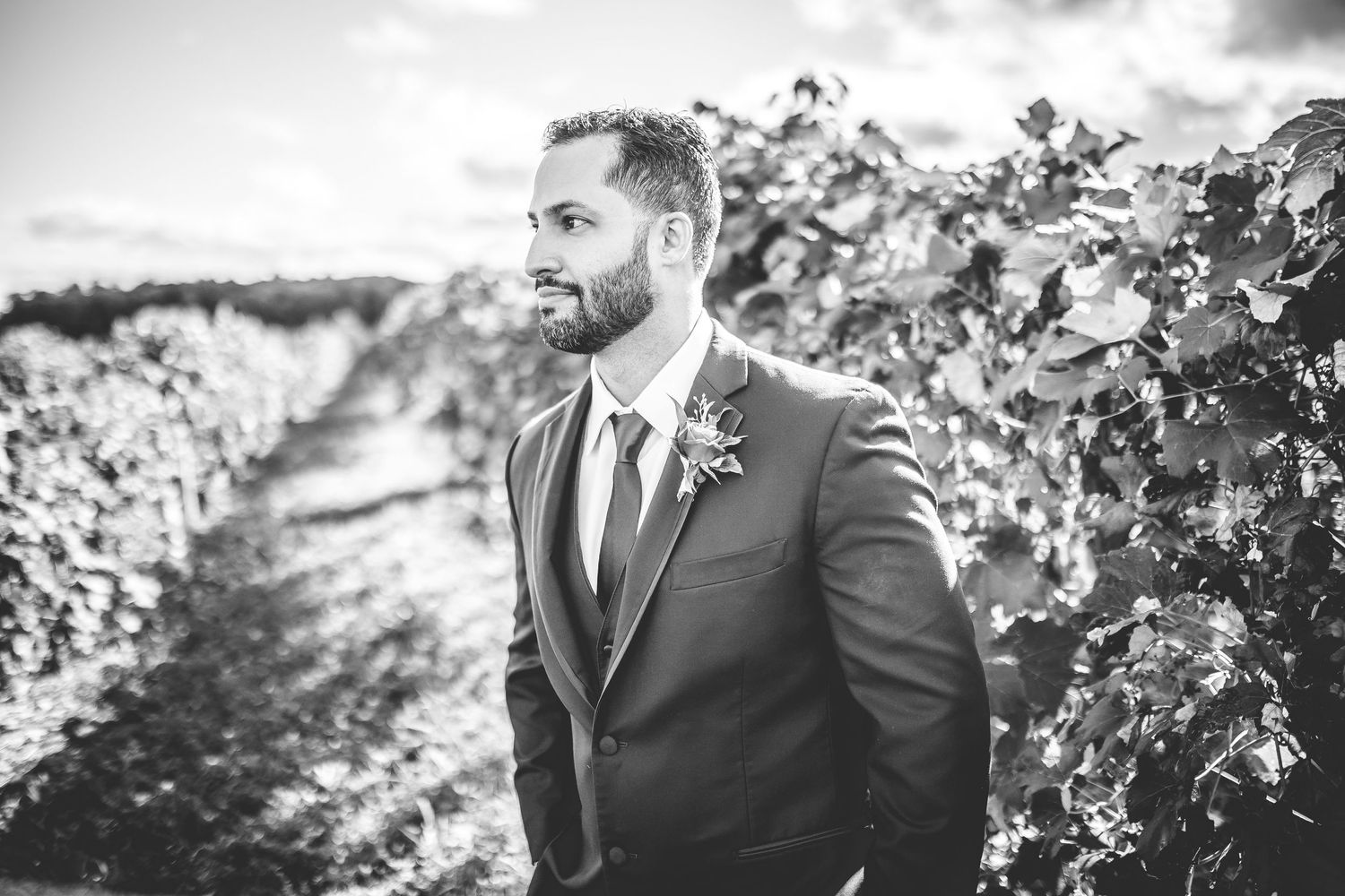 Elegant wedding portraits captured among grapevines at sunset.