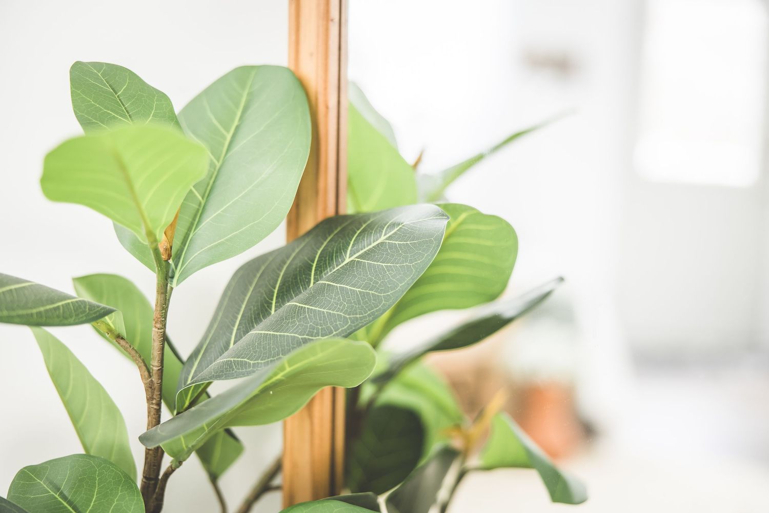 Close-up view of vibrant green fiddle leaf fig plant leaves against a bright white background.