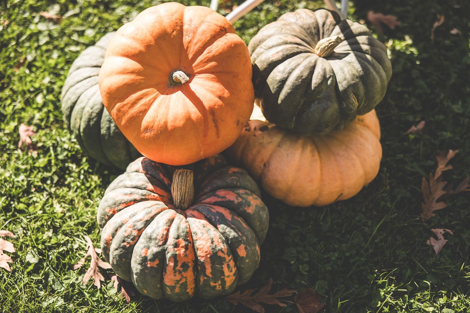 Assorted heirloom pumpkins in orange and grey tones clustered together on grass.