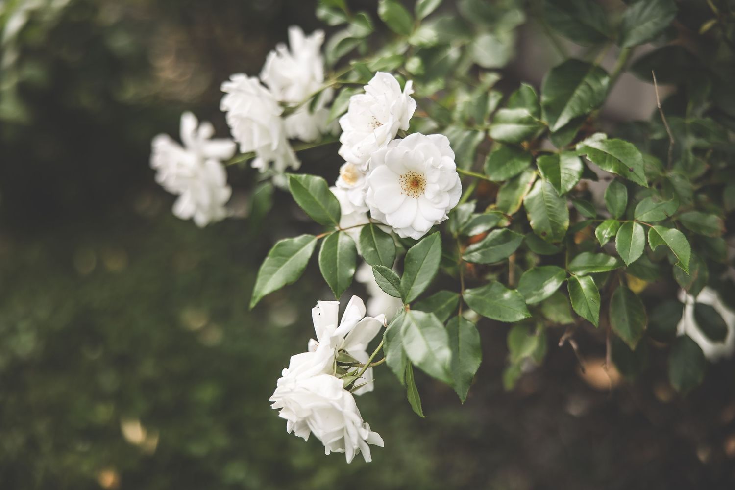 White flowering branches with delicate blossoms against a soft green background.