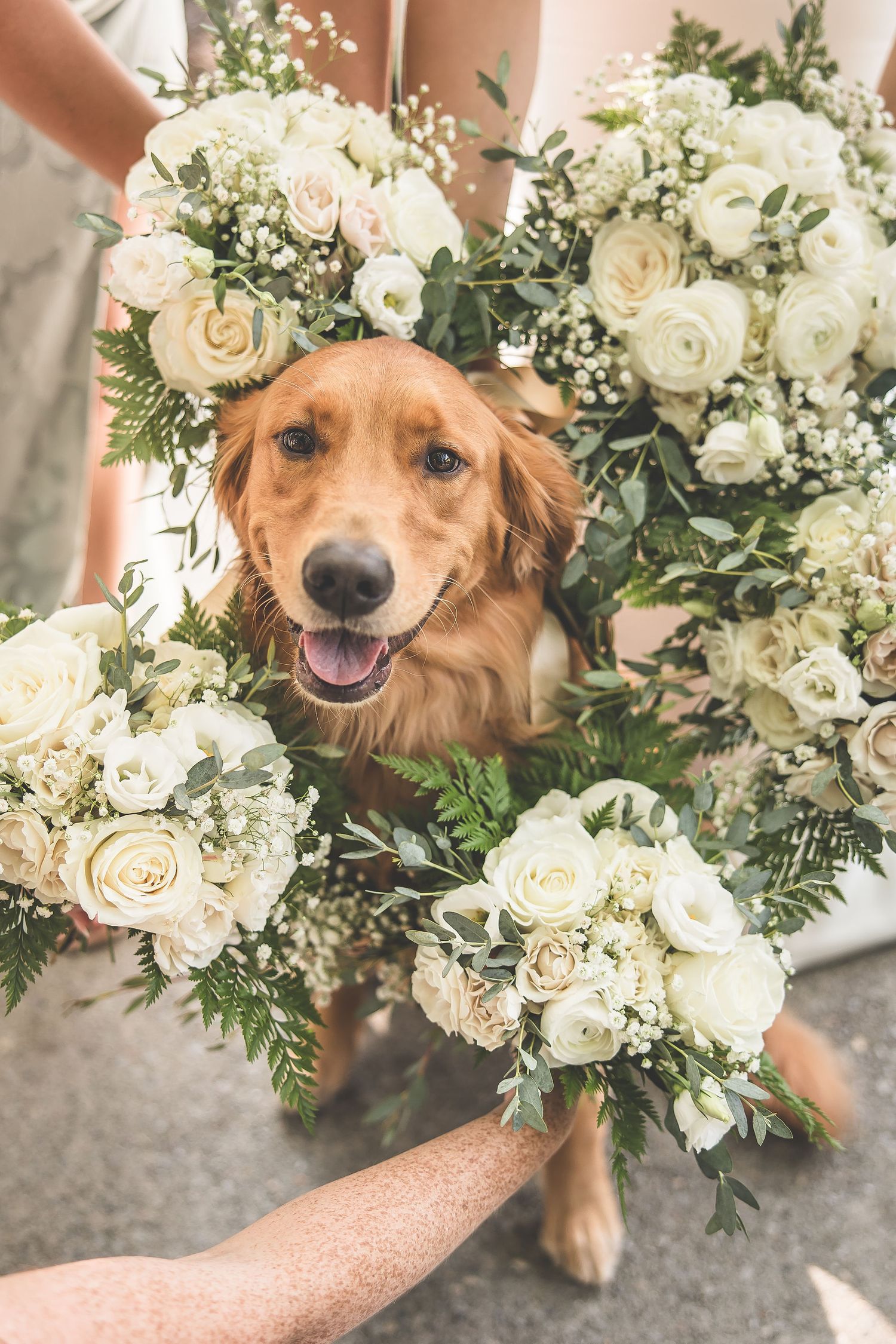 Smiling golden retriever surrounded by elegant white rose wedding bouquets.