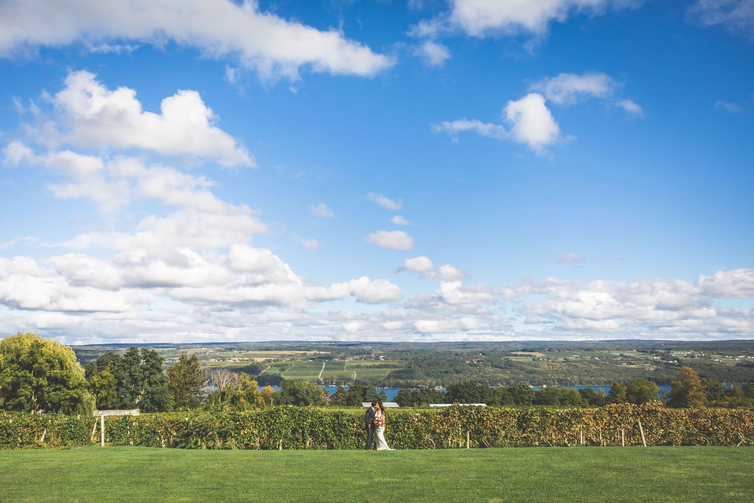 Panoramic view of vineyard landscape under blue sky with white fluffy clouds.
