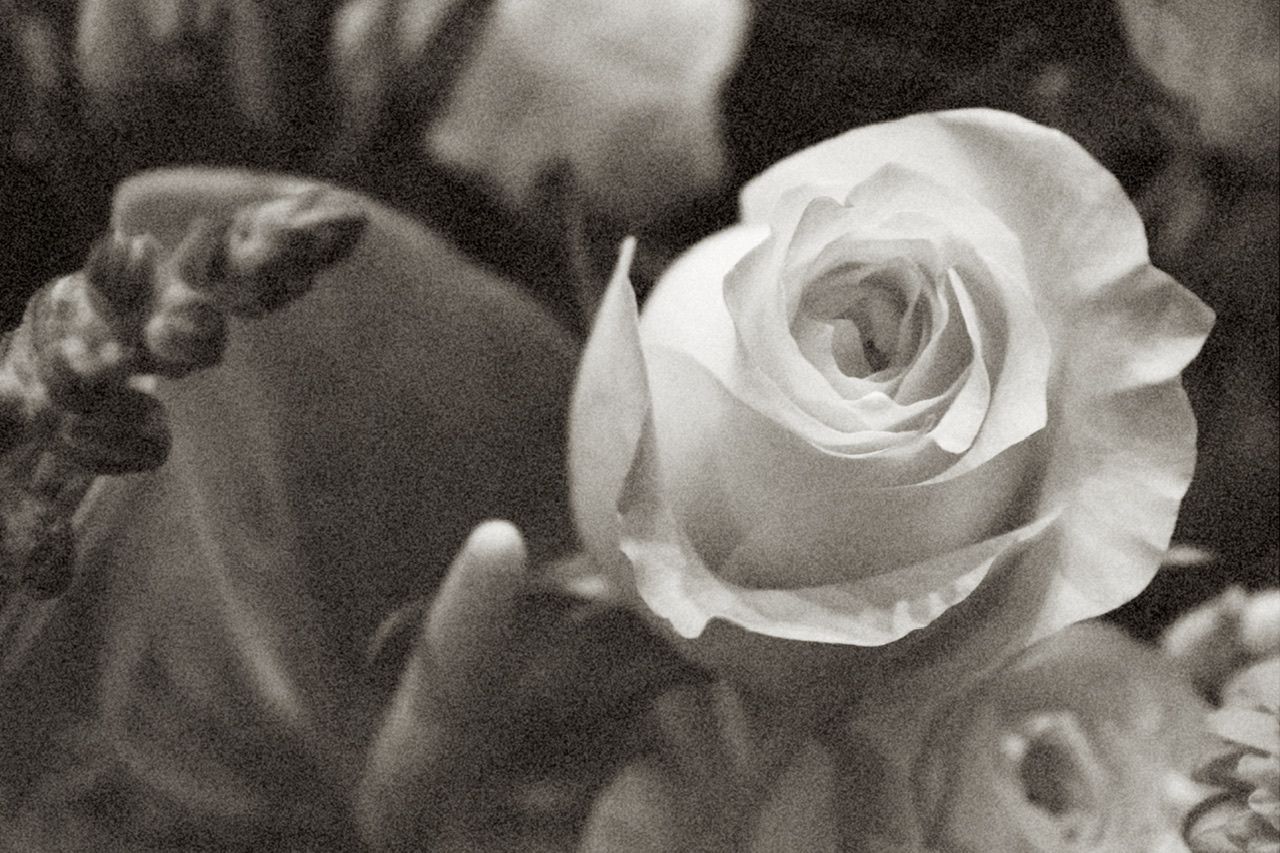 Artistic black and white close-up of delicate white rose petals.