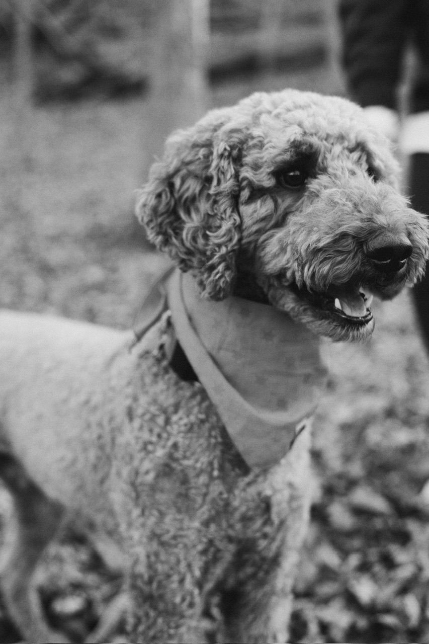 Scruffy terrier dog looking sideways in dramatic black and white portrait.