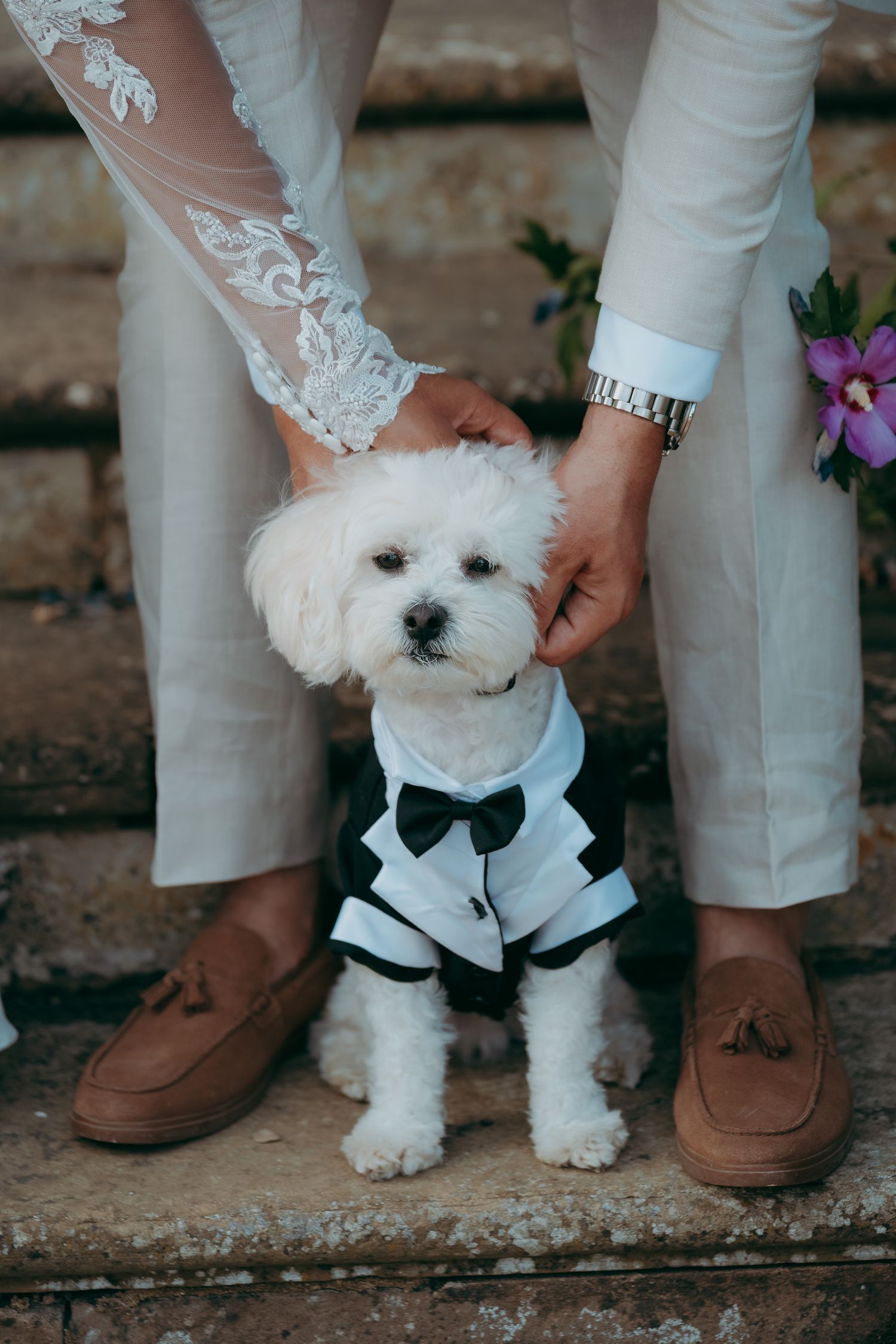 A white Maltese dog dressed in a tiny tuxedo with bow tie sits between a bride and groom on stone steps.