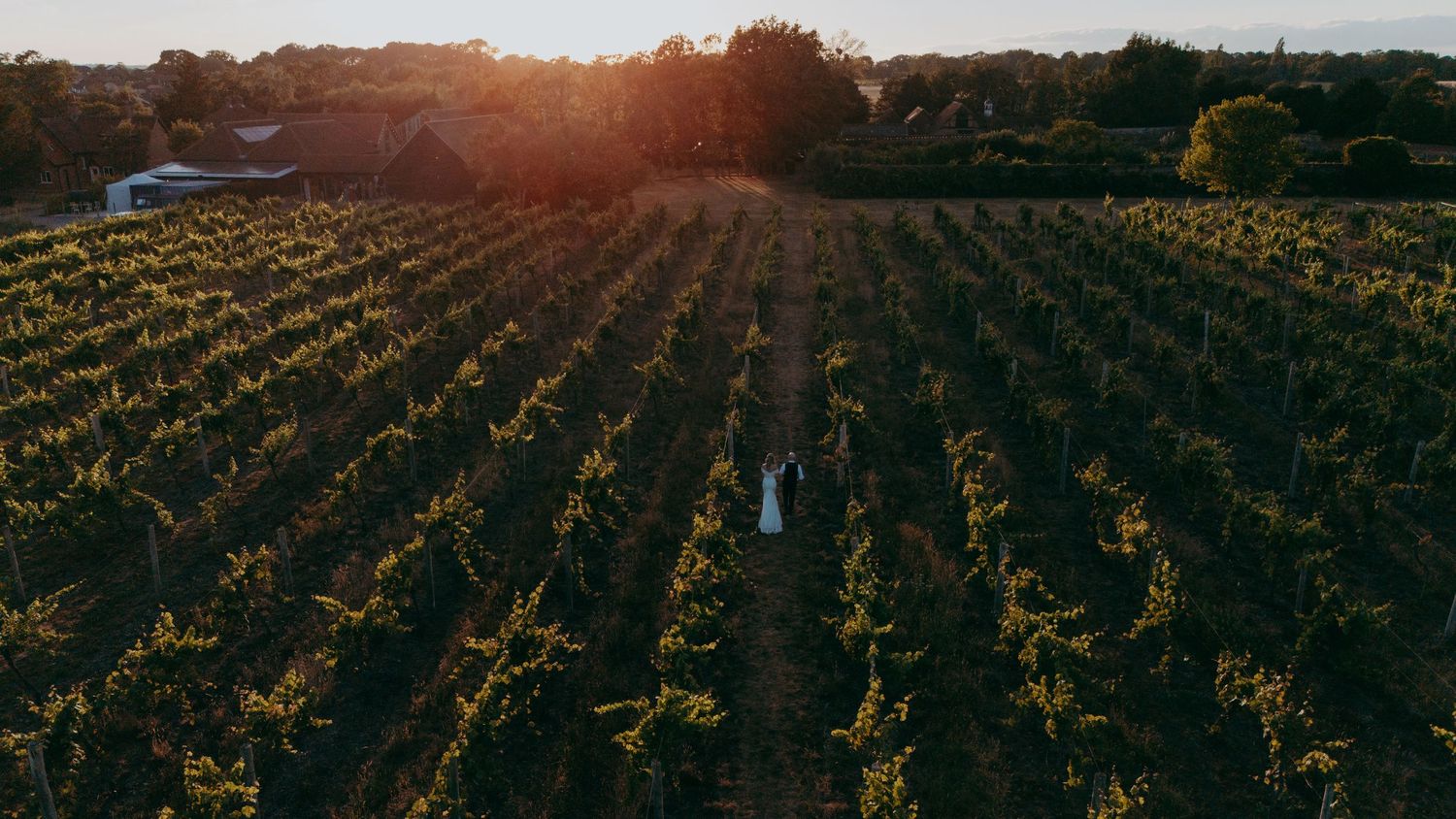 Aerial view of a couple in wedding attire walking through golden vineyard rows at sunset.