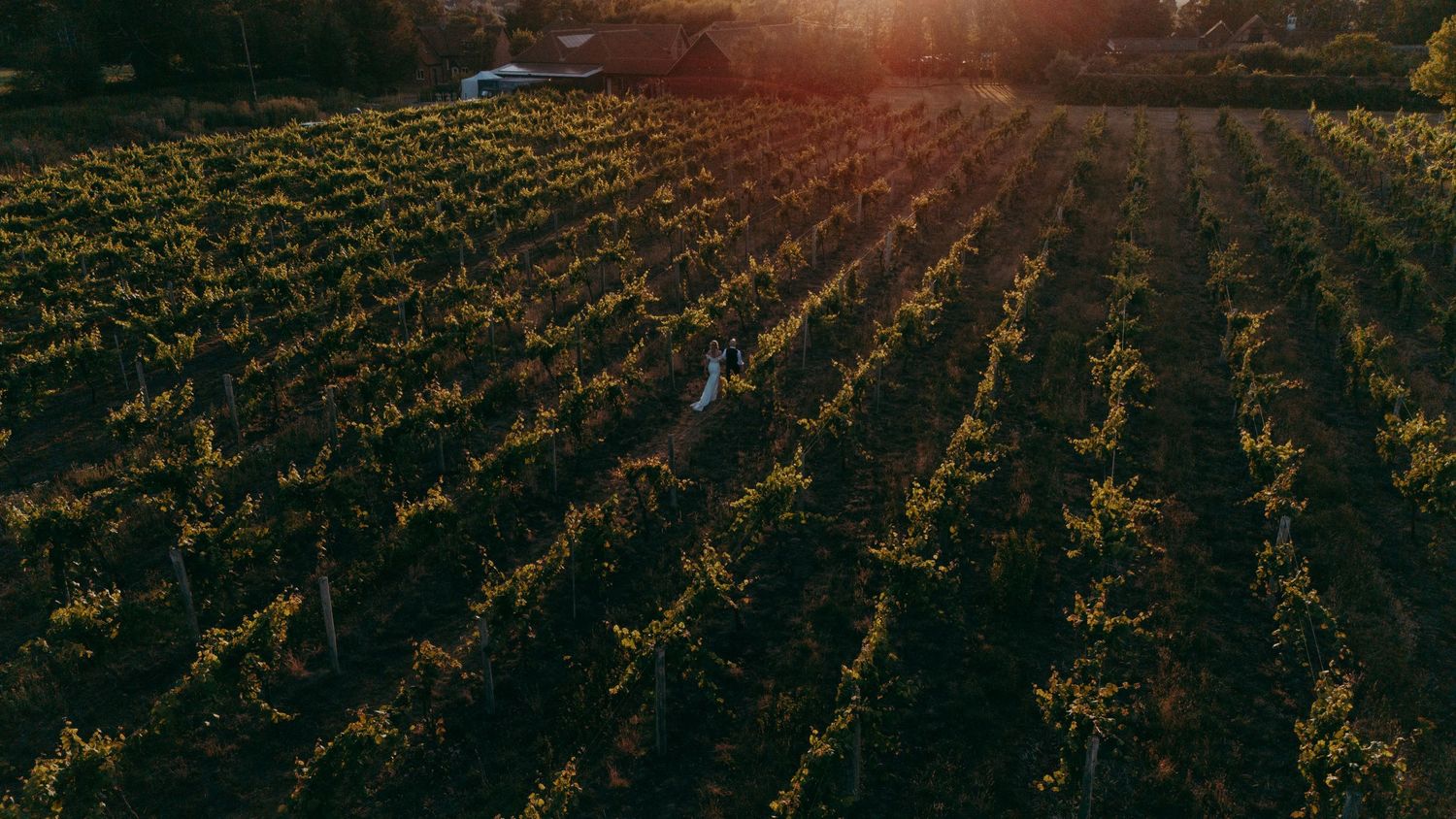 Aerial view of lush vineyard rows bathed in golden sunset light with a figure walking through the vines.