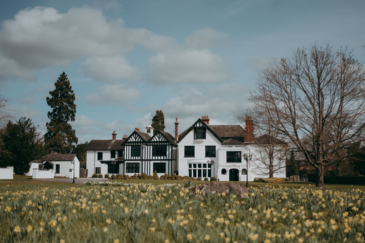 Tudor-style country manor house surrounded by blooming daffodil fields and mature trees under a cloudy spring sky.