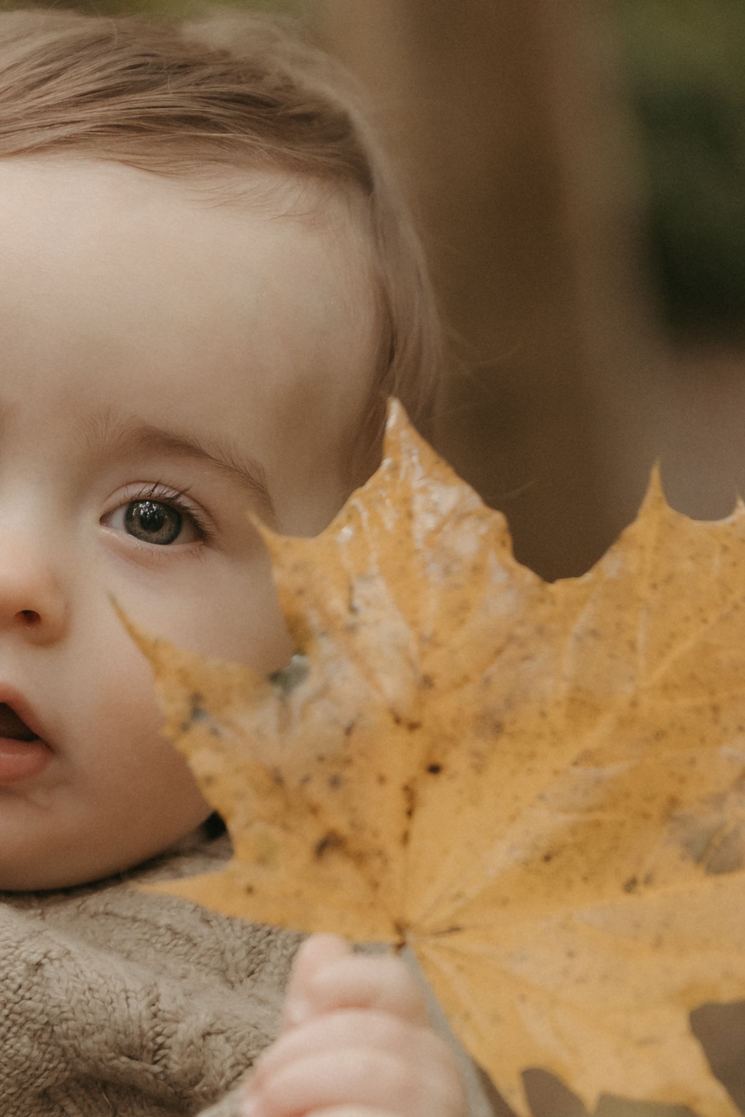 A child lies down while playfully peeking from behind a large yellow autumn maple leaf.