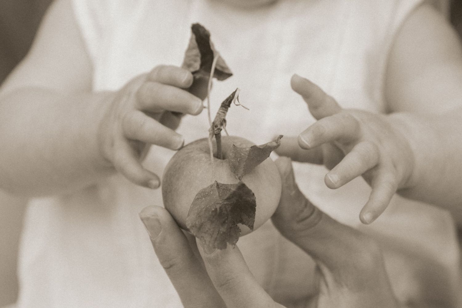 toddler hands captured by Northamptonshire family Photographer Ellen Sear