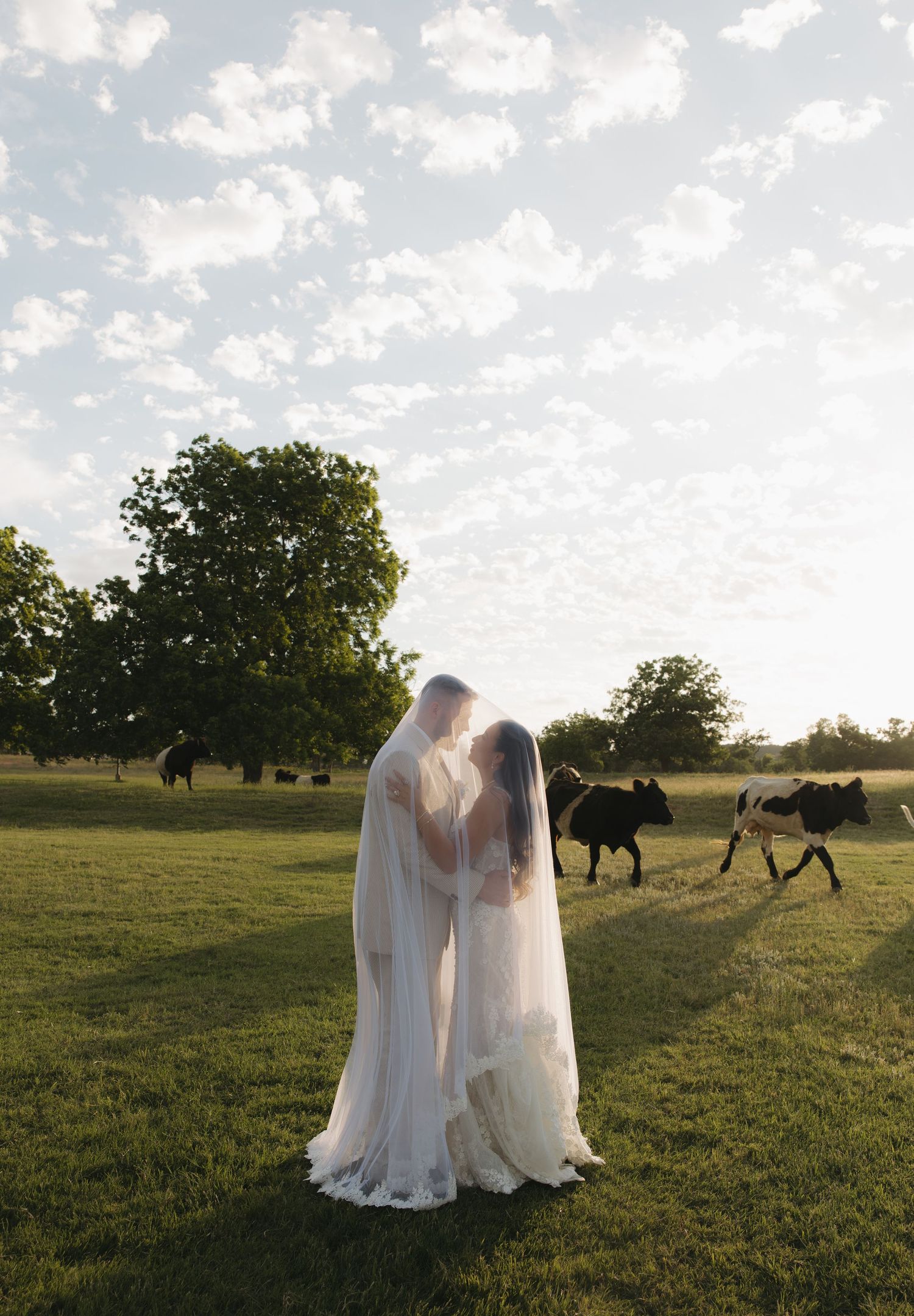Bride and Groom with cows at The Lodge at Country Inn Cottages