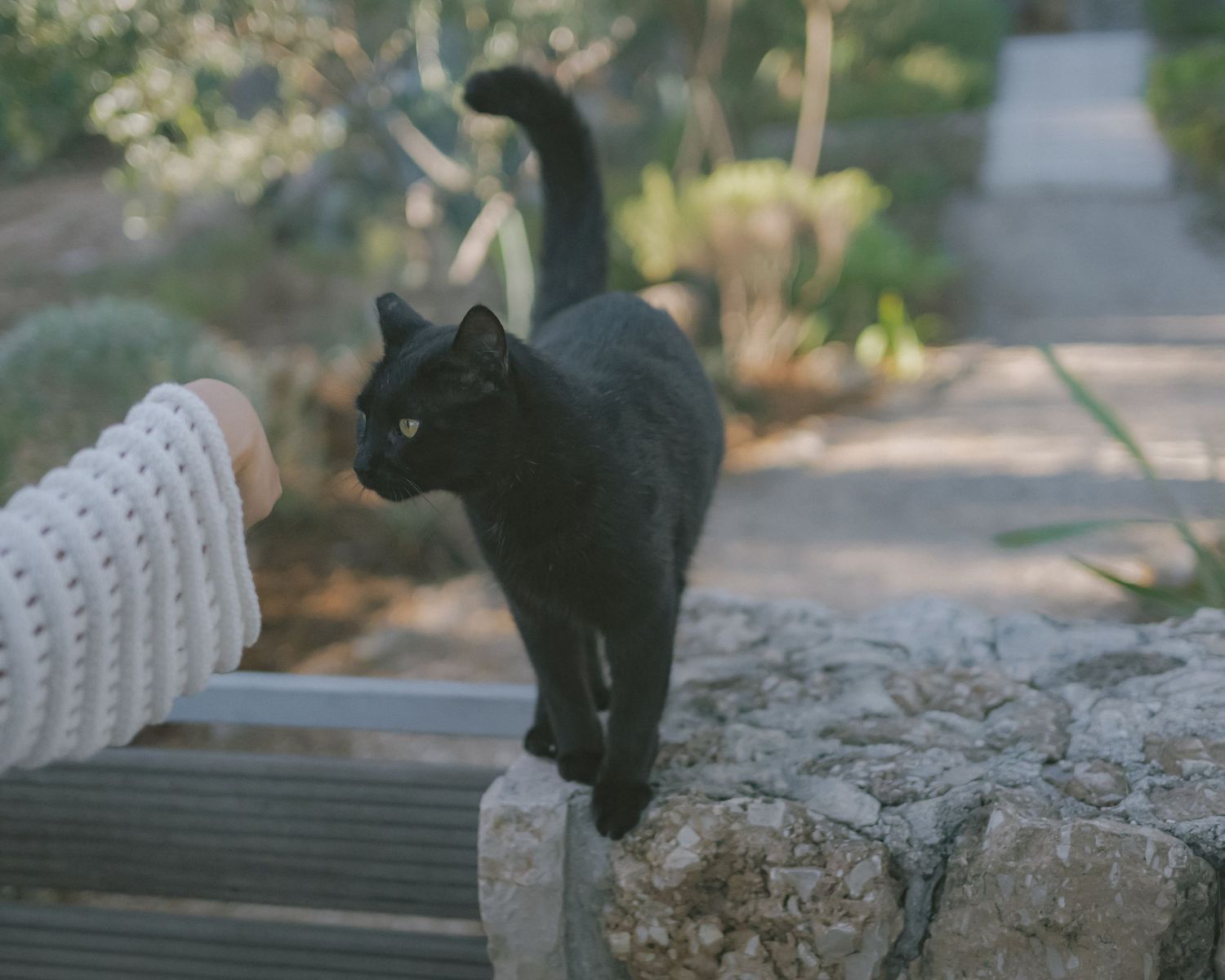 Black cat standing on a stone wall being petted by a person in a white knit sleeve.