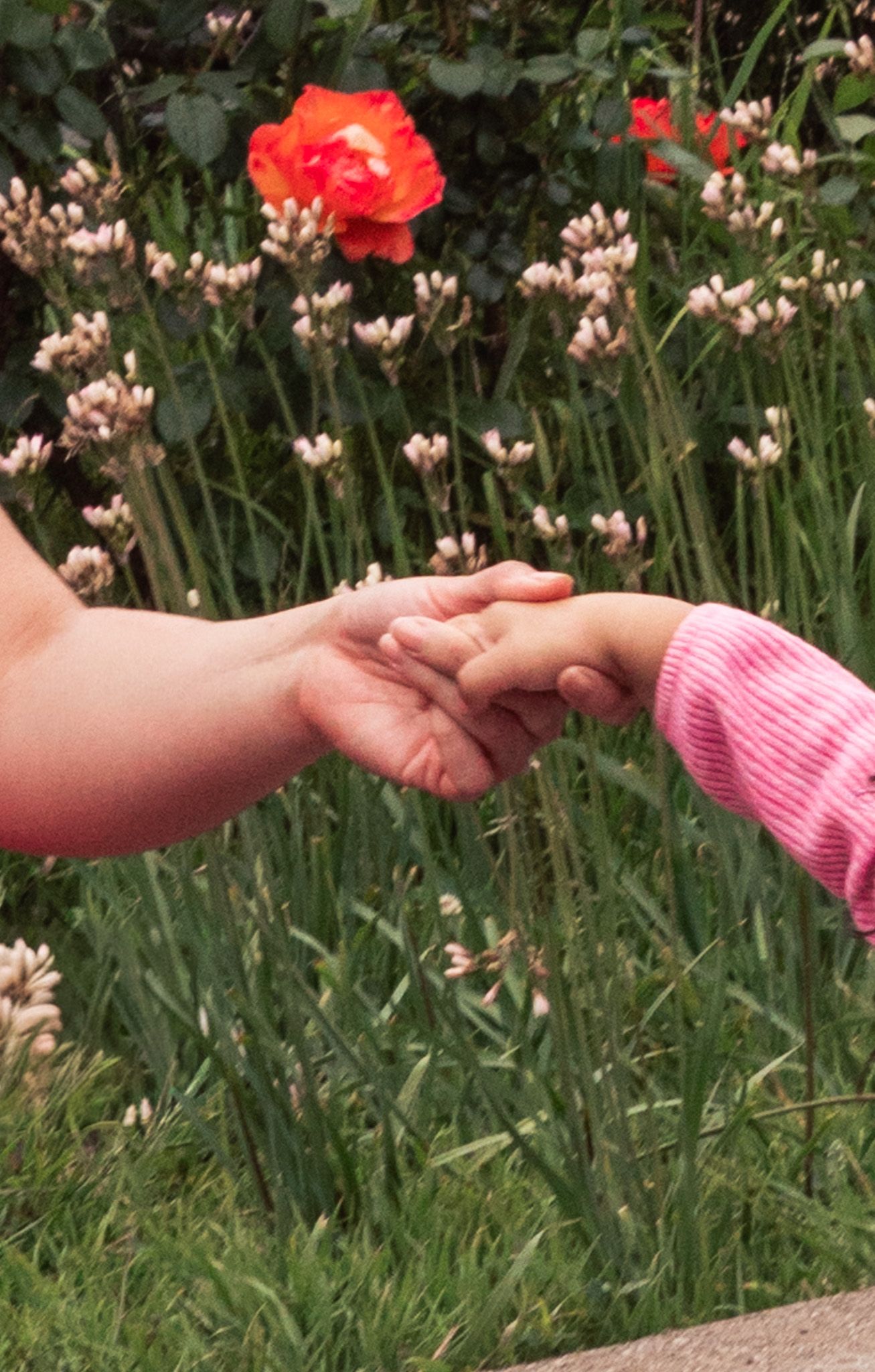 Adult and child holding hands near colorful garden with blooming red roses and wildflowers.