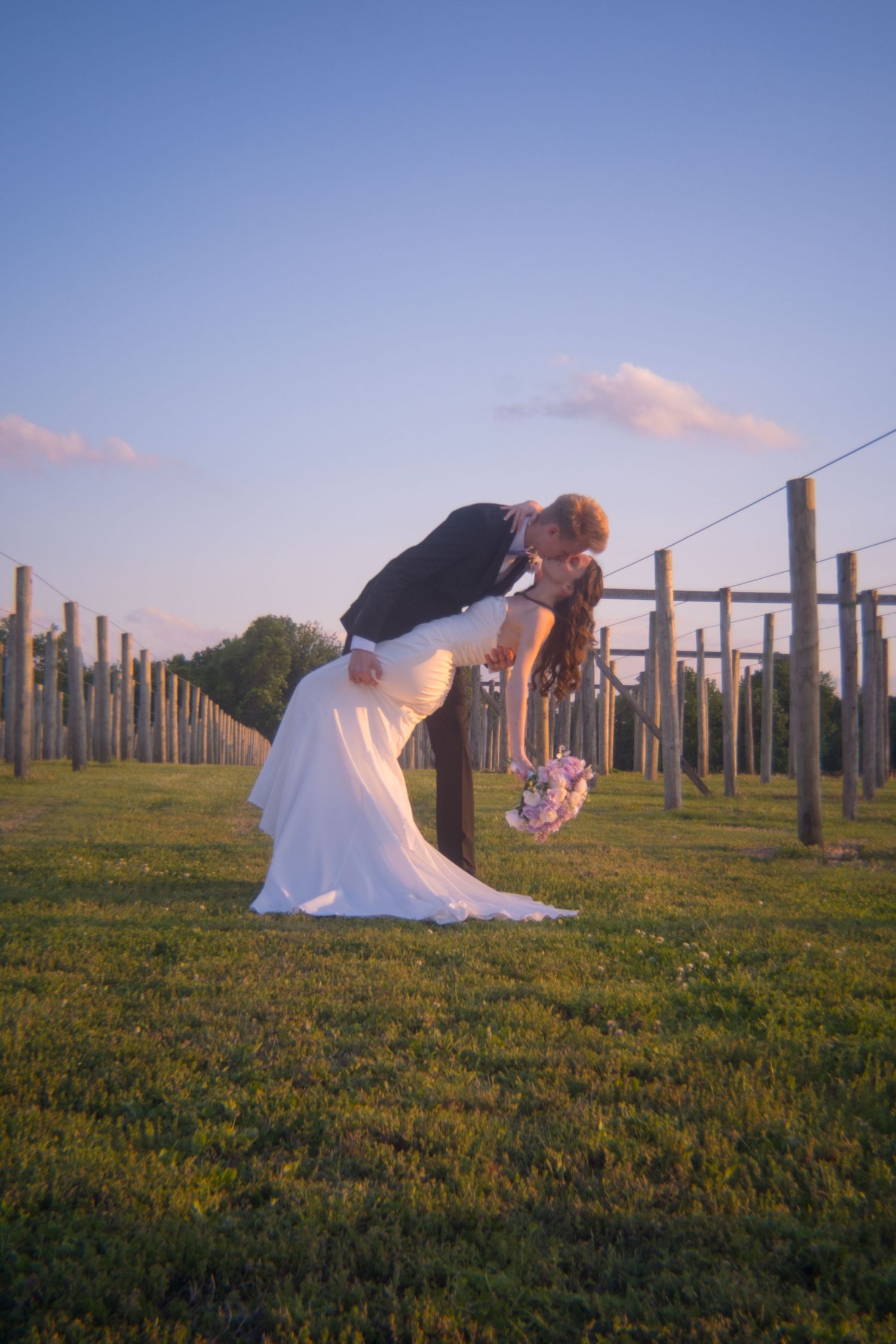 Groom dipping bride for a kiss in a vineyard at sunset, bride holding a pink bouquet.