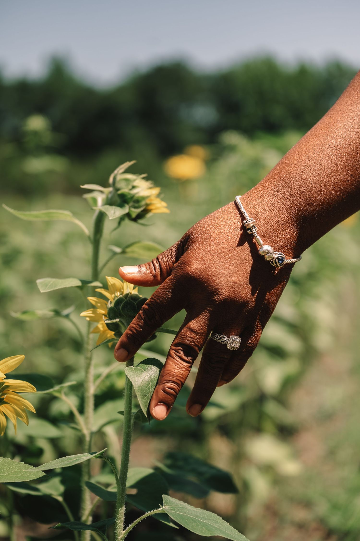 Close-up of a woman's hand with rings and bracelet gently touching sunflower stems in a garden.