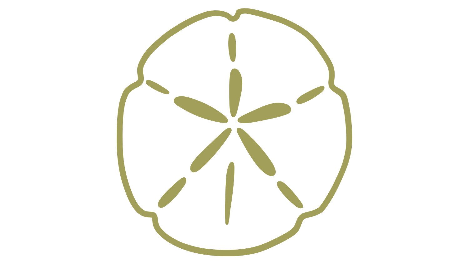 An olive green outline illustration of a sand dollar on a white background.