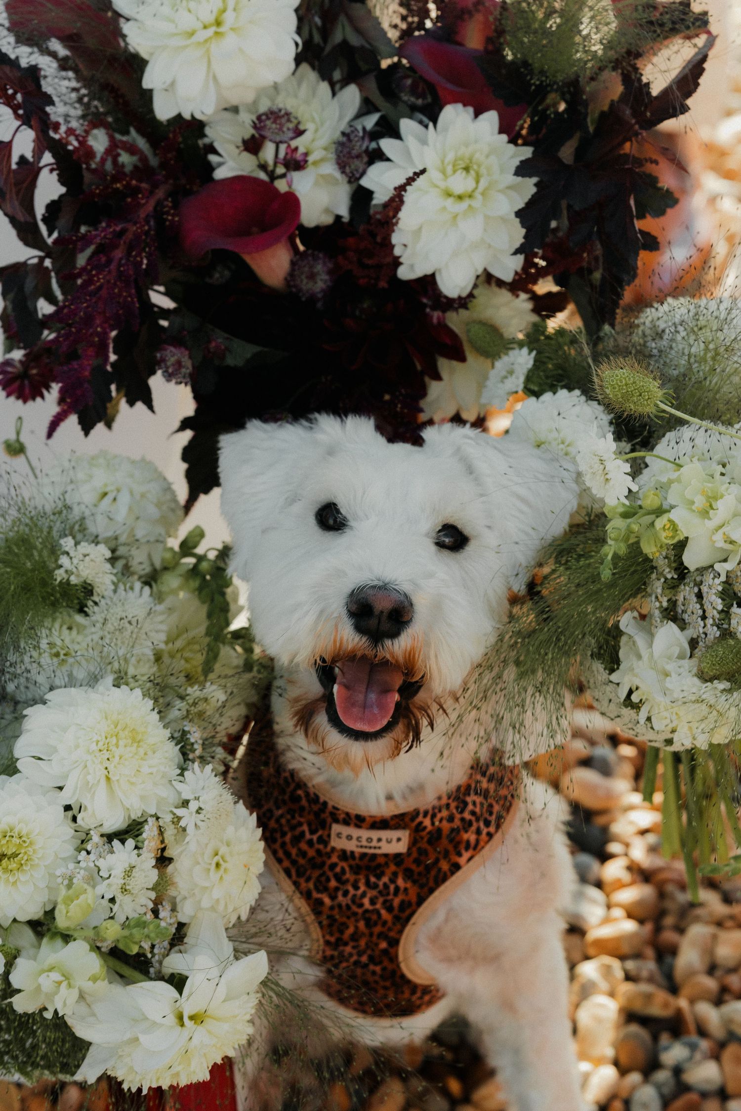 A happy white West Highland Terrier wearing a leopard print harness poses among white and burgundy floral arrangements.