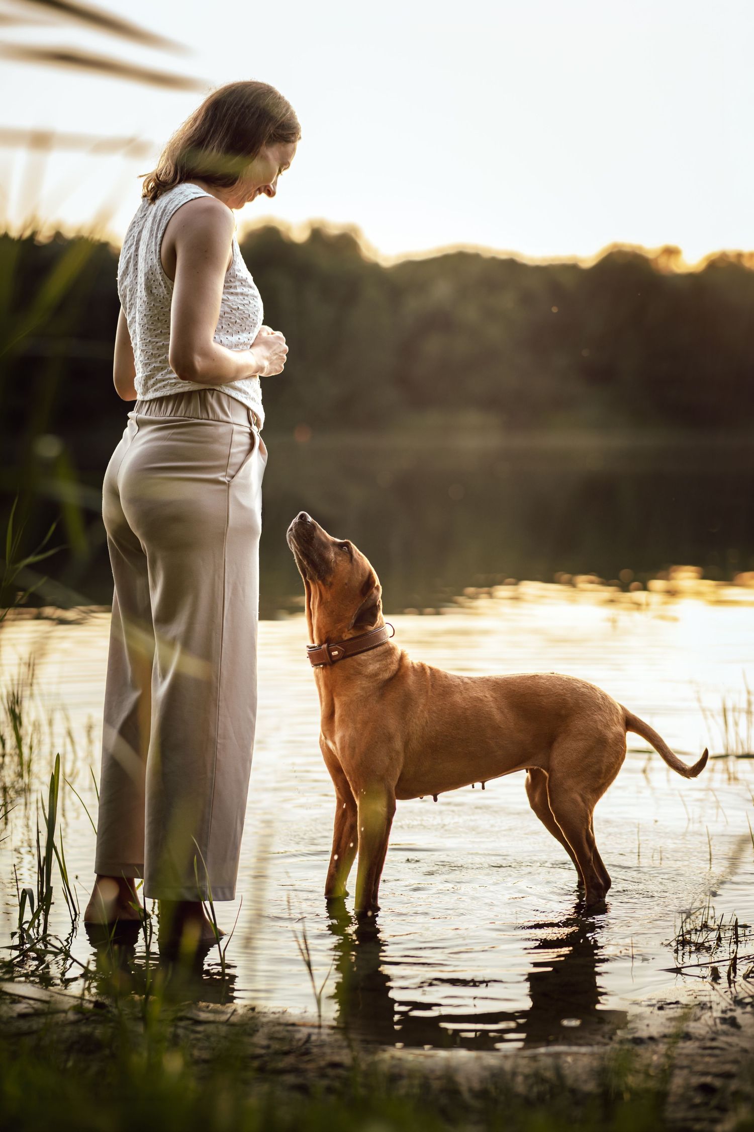 Frau in beigem Outfit steht bei Sonnenuntergang in einem See, während ein brauner Hund zu ihr aufschaut. Ort: Stoteler See