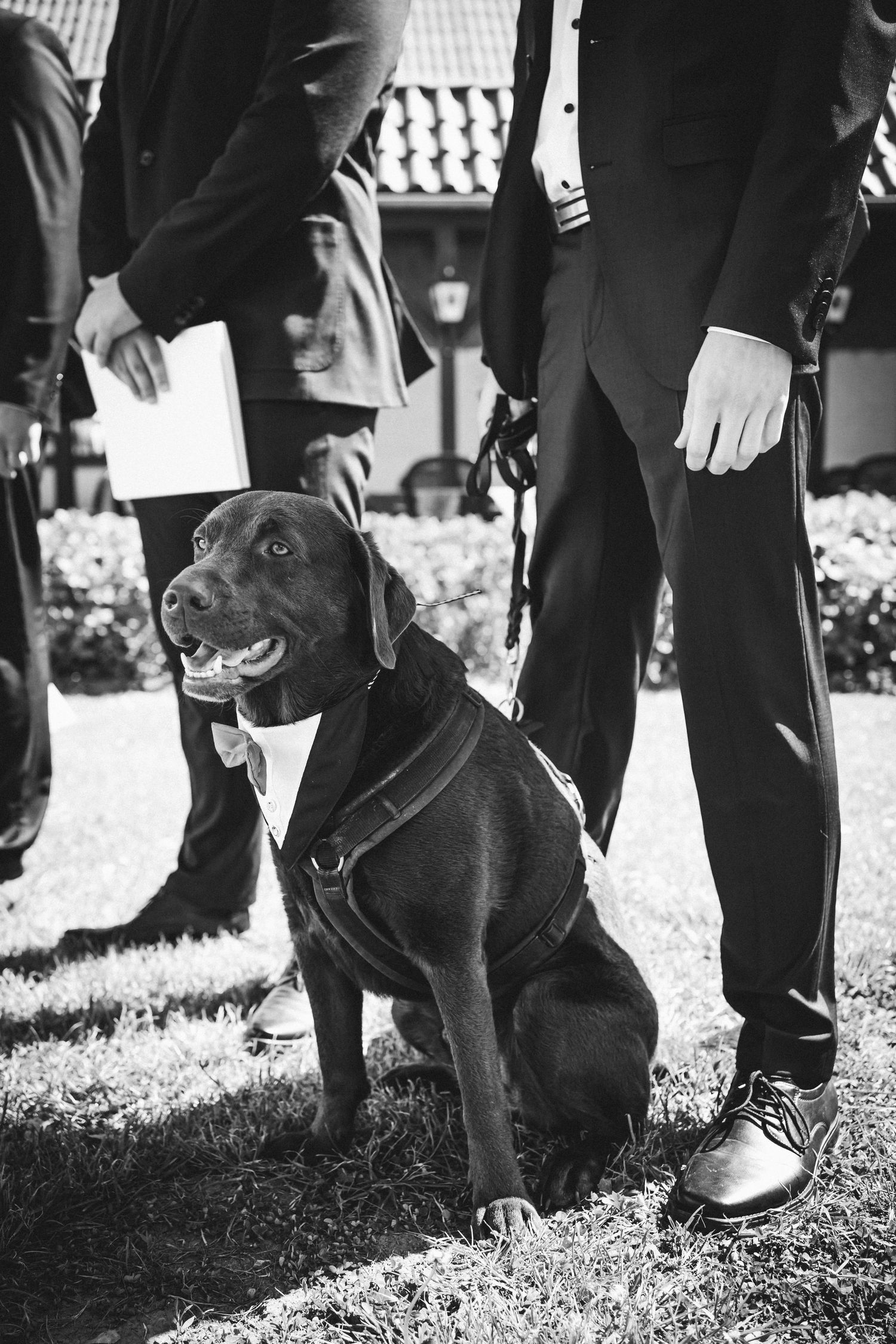Schwarz-Weiß-Aufnahme eines Labradors mit Fliege, der bei einer Hochzeit neben Gästen in dunklen Anzügen auf dem Gras sitzt.