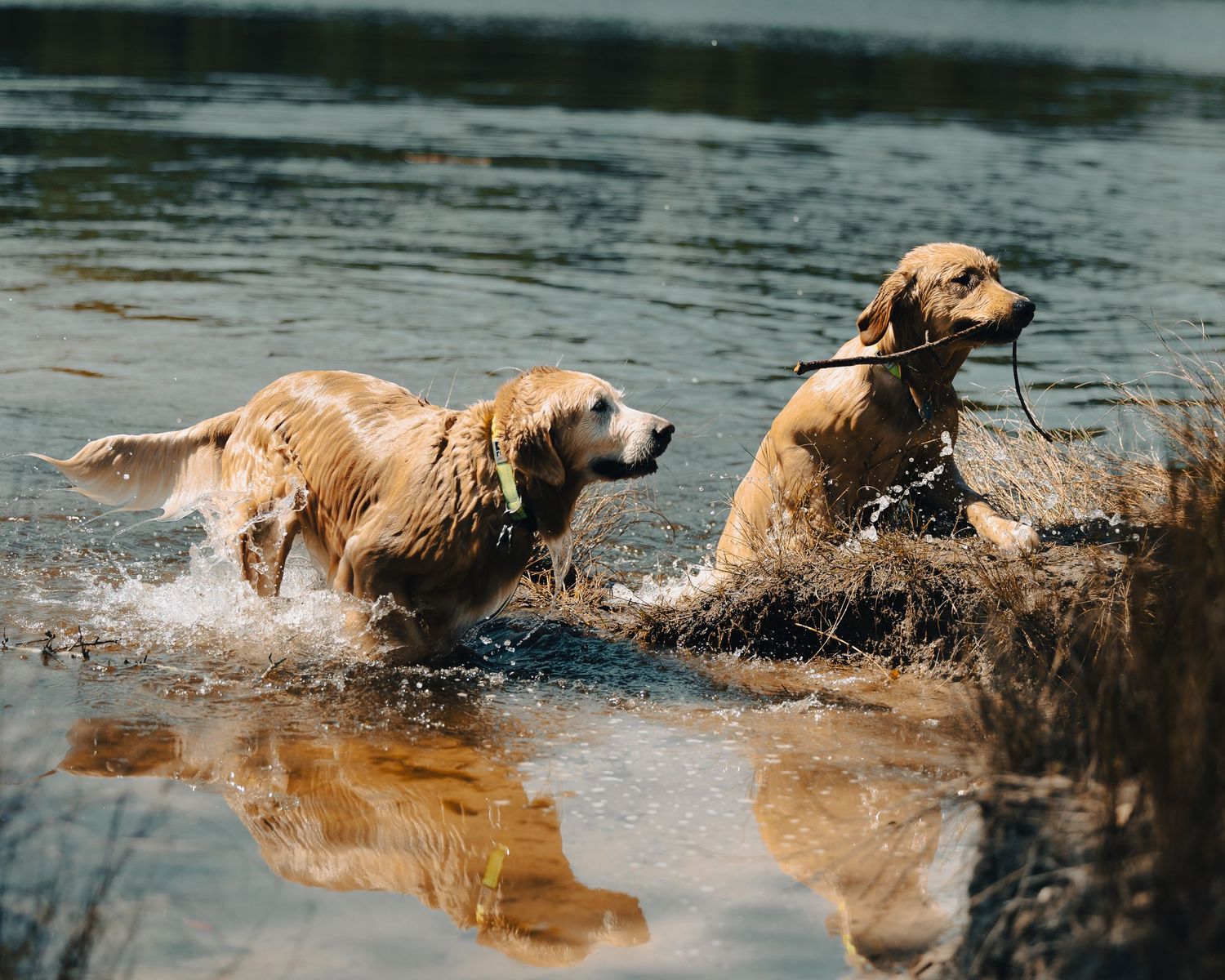 Two golden retrievers splashing through a lake, one carrying a stick in its mouth on a sunny day.