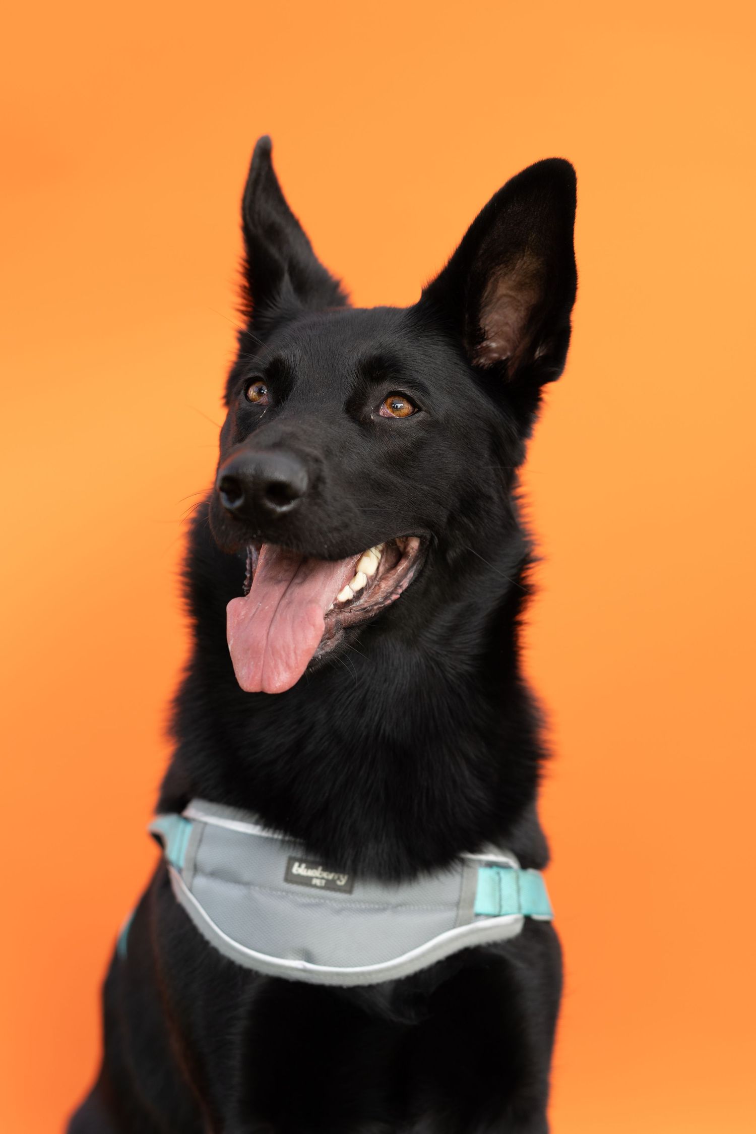 Black German Shepherd dog with gray harness sits alert with tongue out on orange background.
