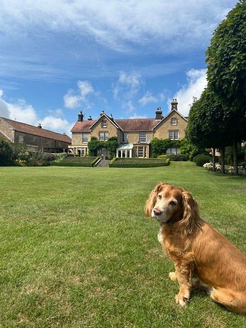 A golden retriever sits on a manicured lawn in front of an elegant stone country house on a sunny day.