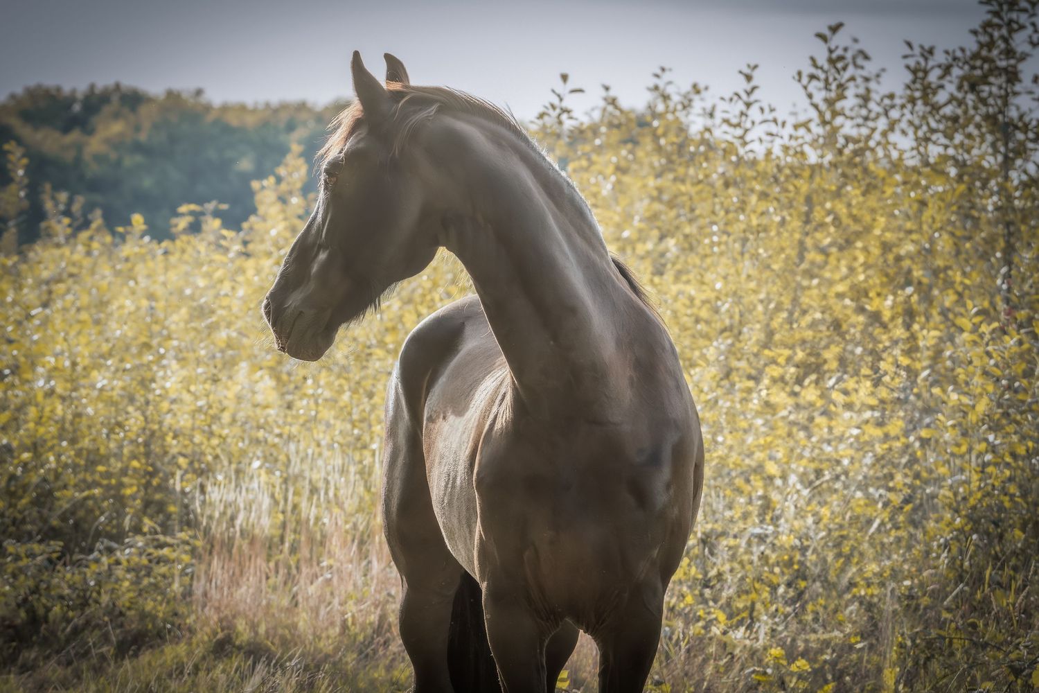 A dark brown horse stands gracefully among yellow wildflowers in a sunlit meadow during golden hour.