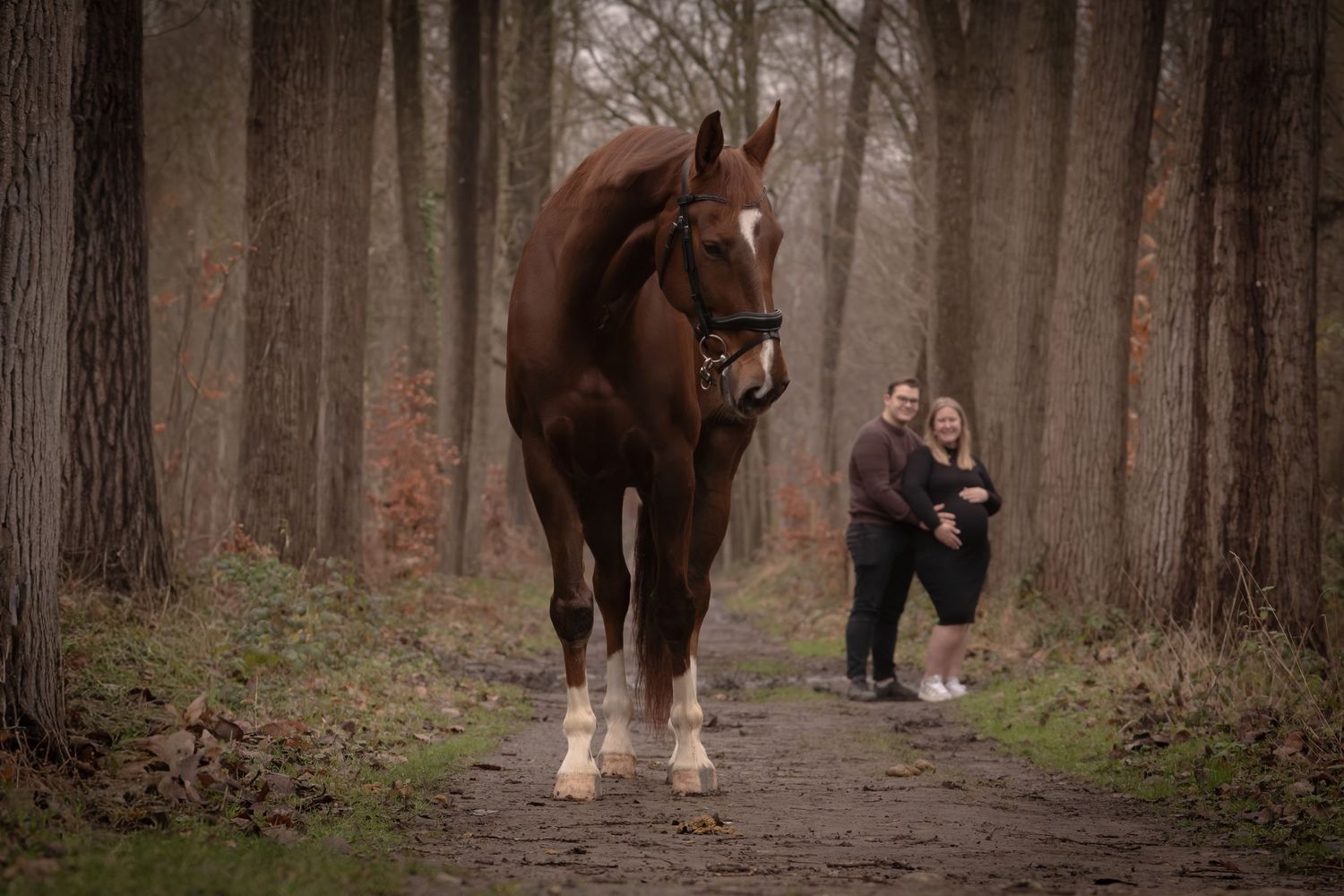 A large brown horse walking through a misty forest trail with autumn foliage in the background.