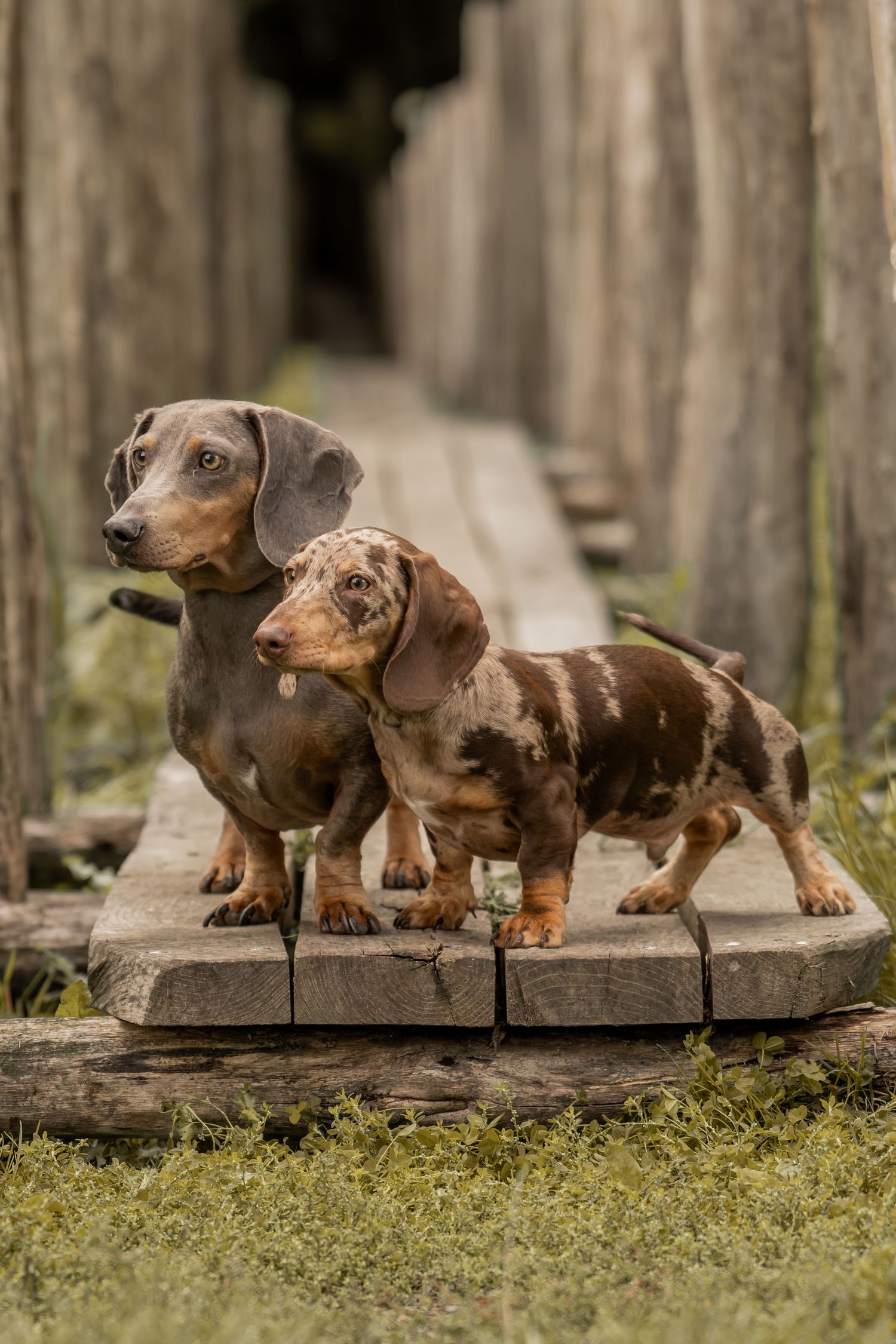 Two dappled dachshund dogs standing on wooden planks in a rustic outdoor setting.