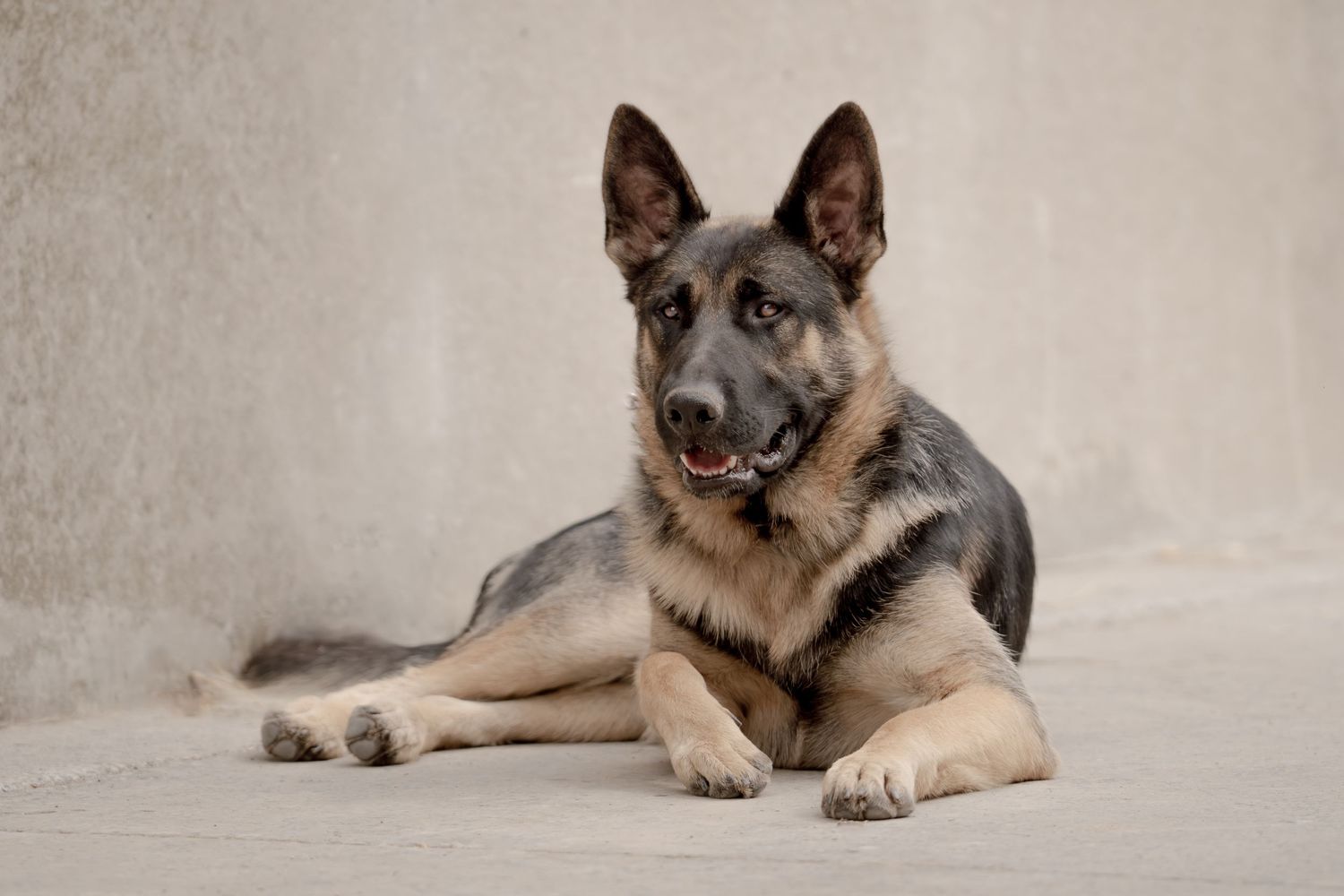 A German Shepherd dog lies down in a relaxed pose against a light gray background.