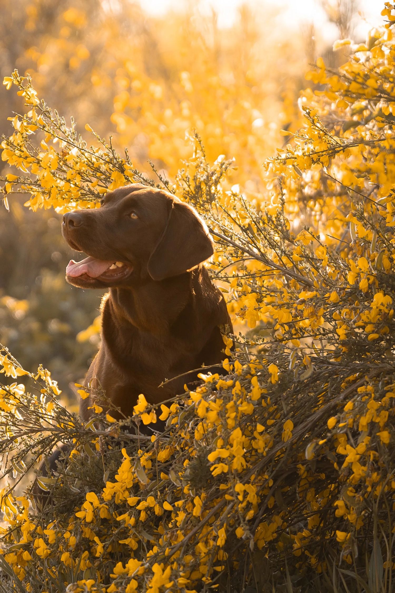Chocolate Labrador retriever sitting among blooming yellow forsythia bushes in warm sunlight.