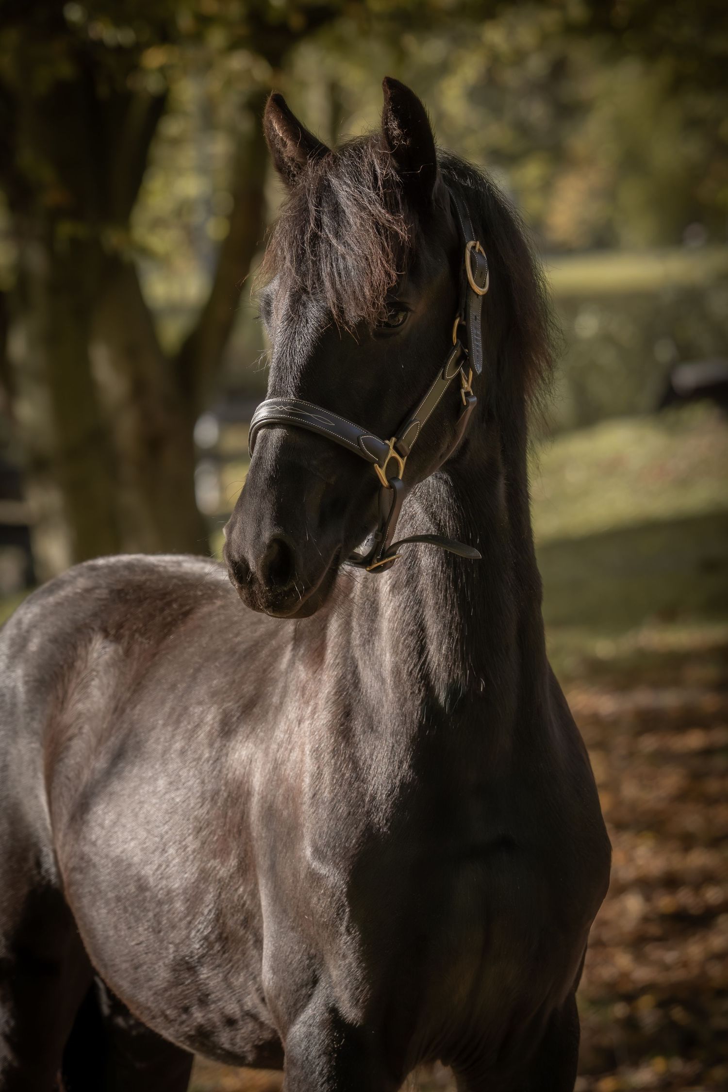 A majestic black Friesian horse with flowing mane stands gracefully in an autumn forest setting.